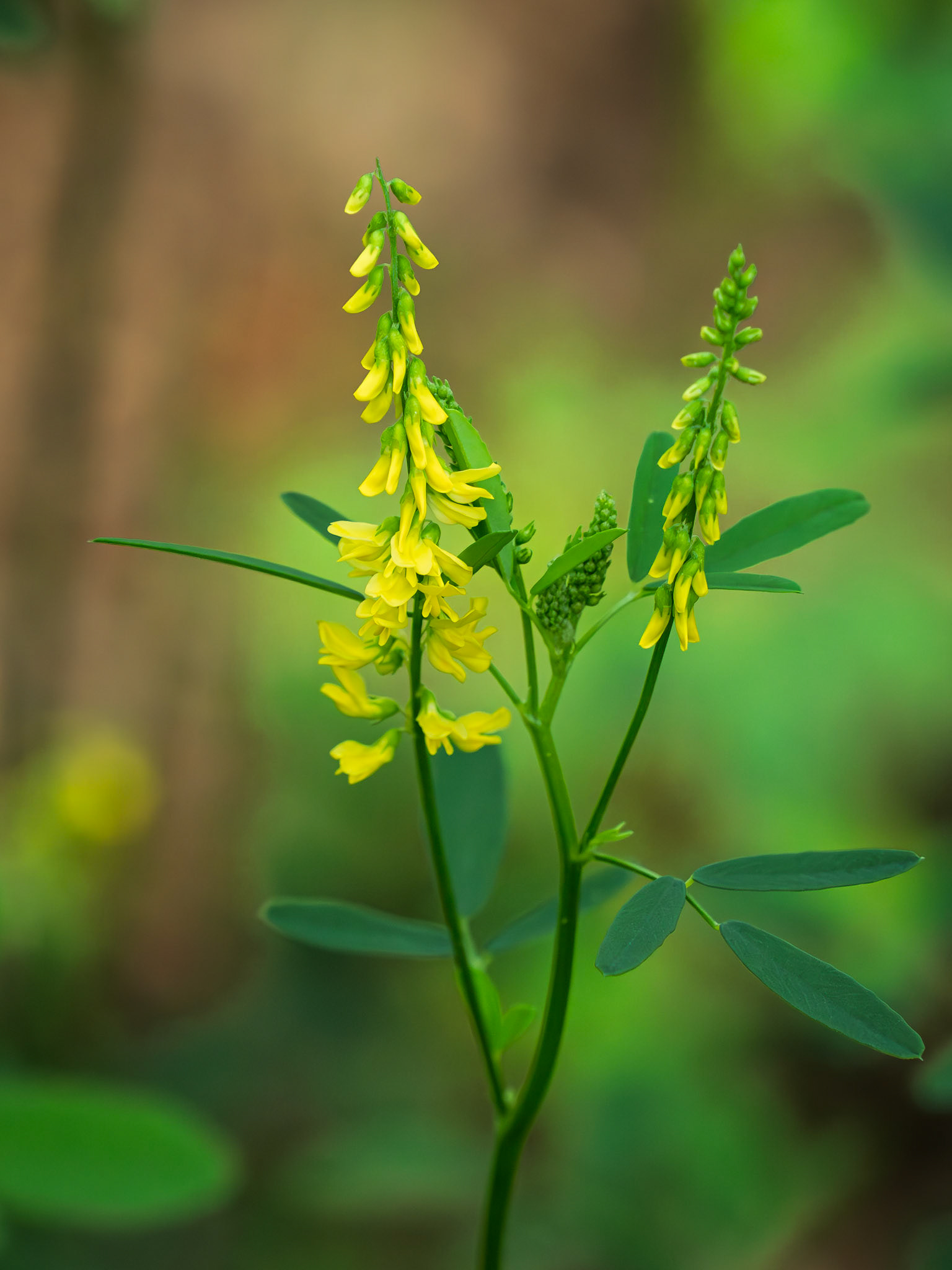 sweetclover