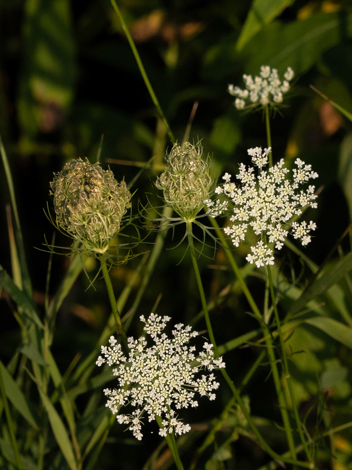 Queen Anne's Lace