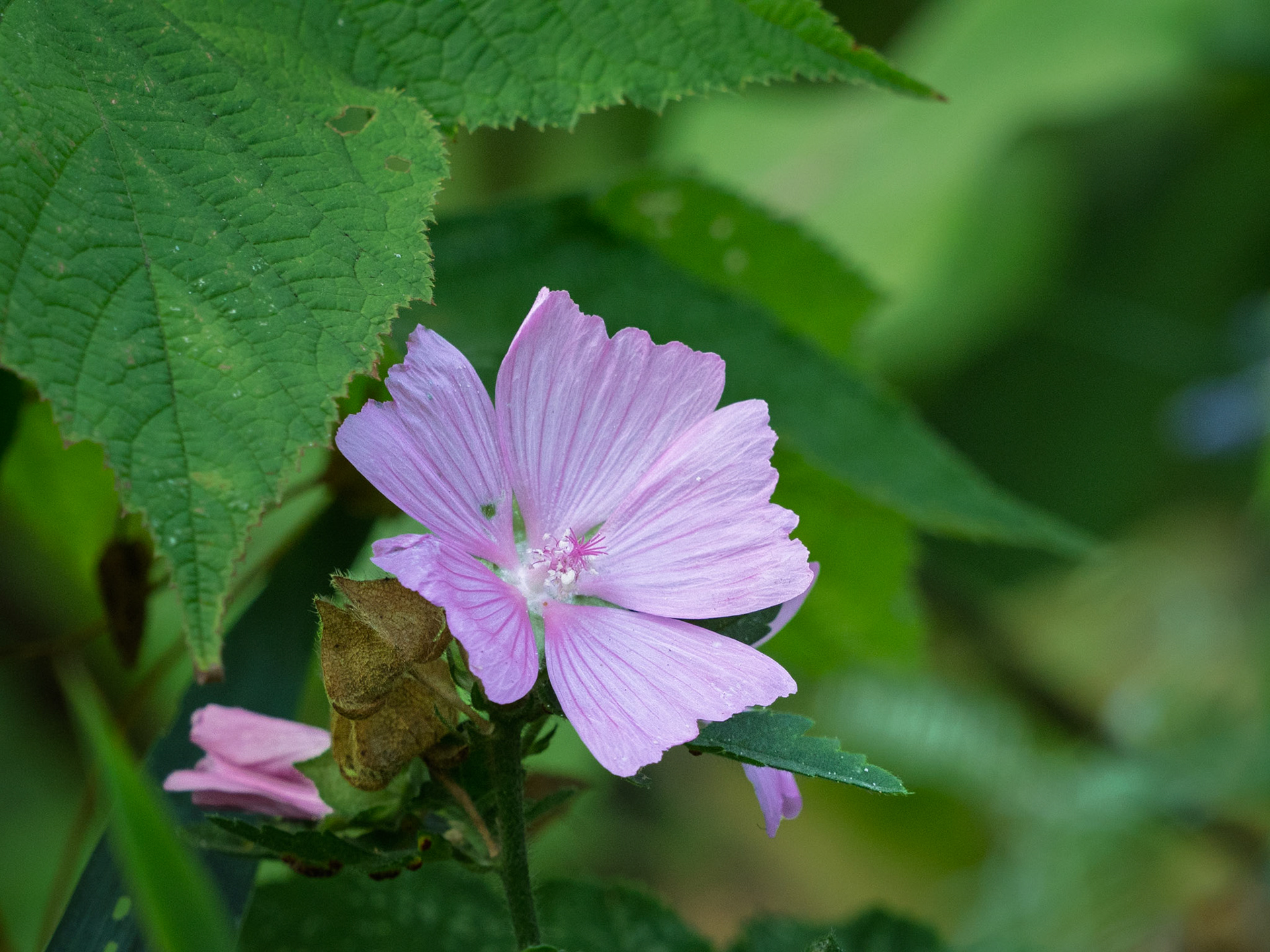 Mallow