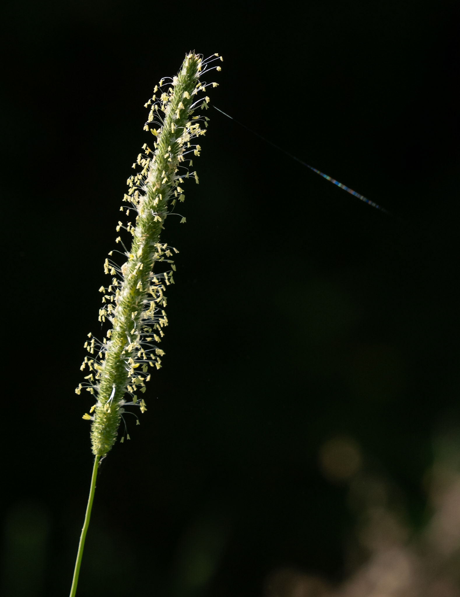 grass