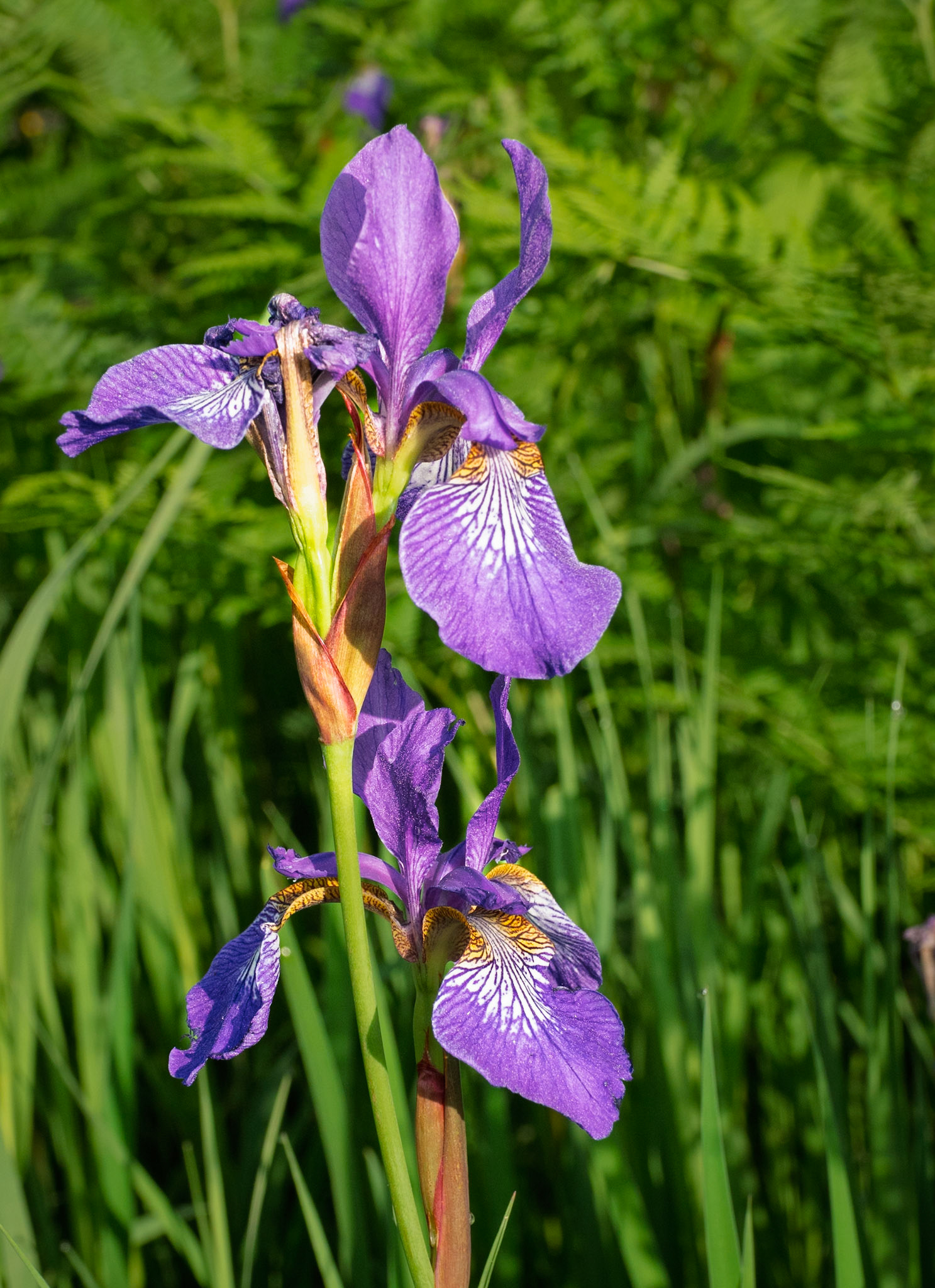 Blue flag Blue iris