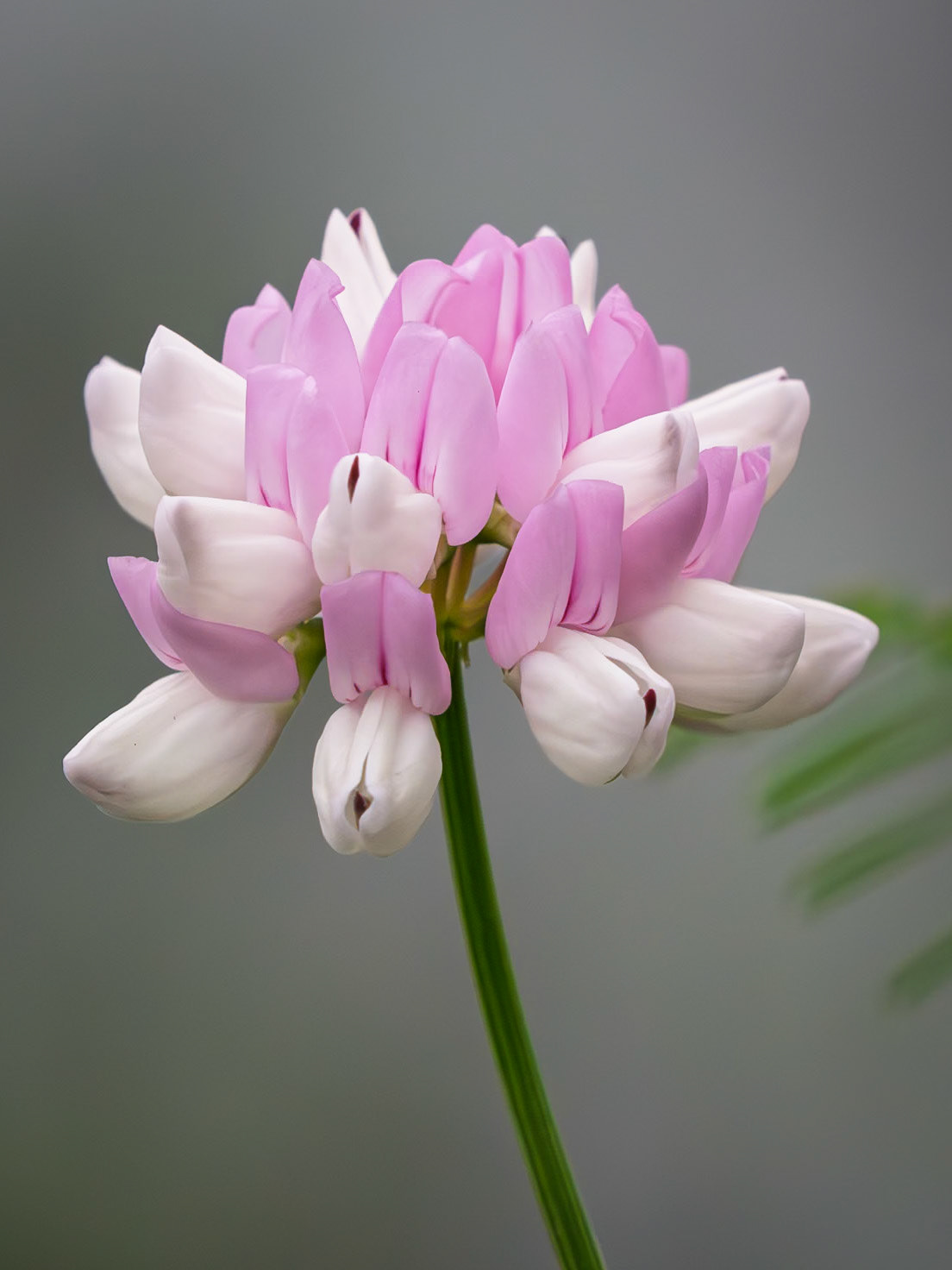 Crown vetch