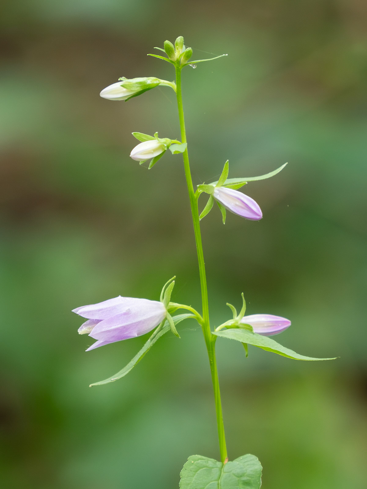 Bellflower