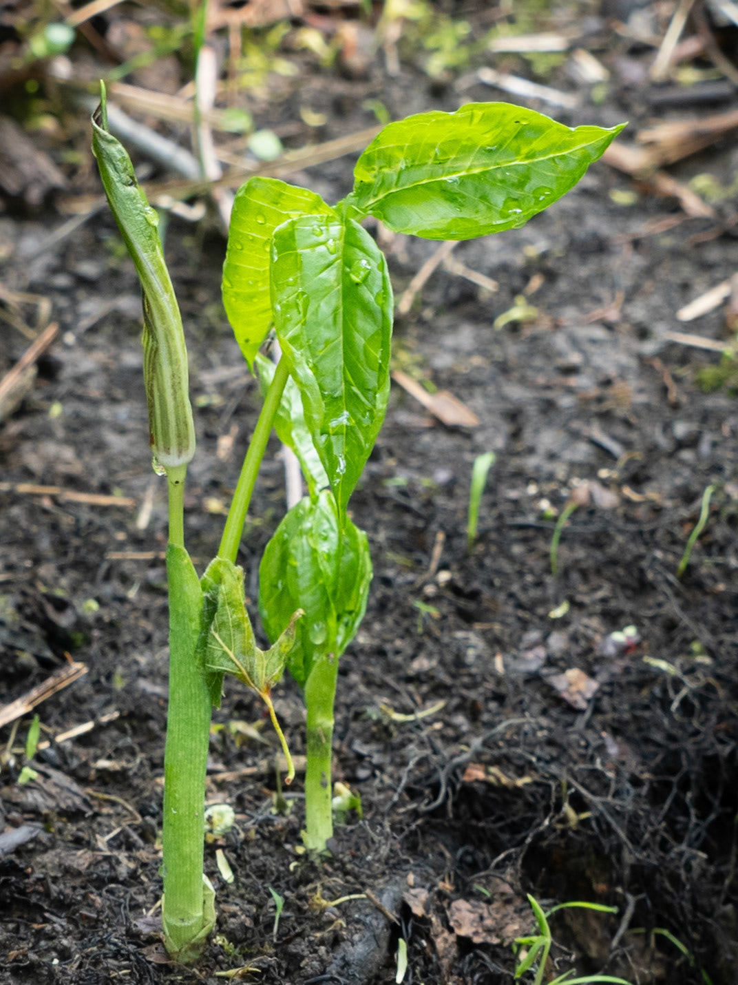 Jack-in-the-pulpit