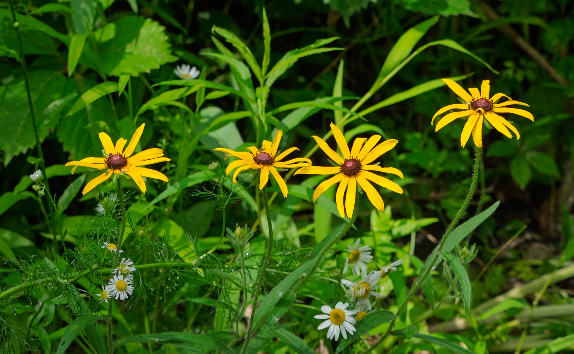 brown-eyed susans