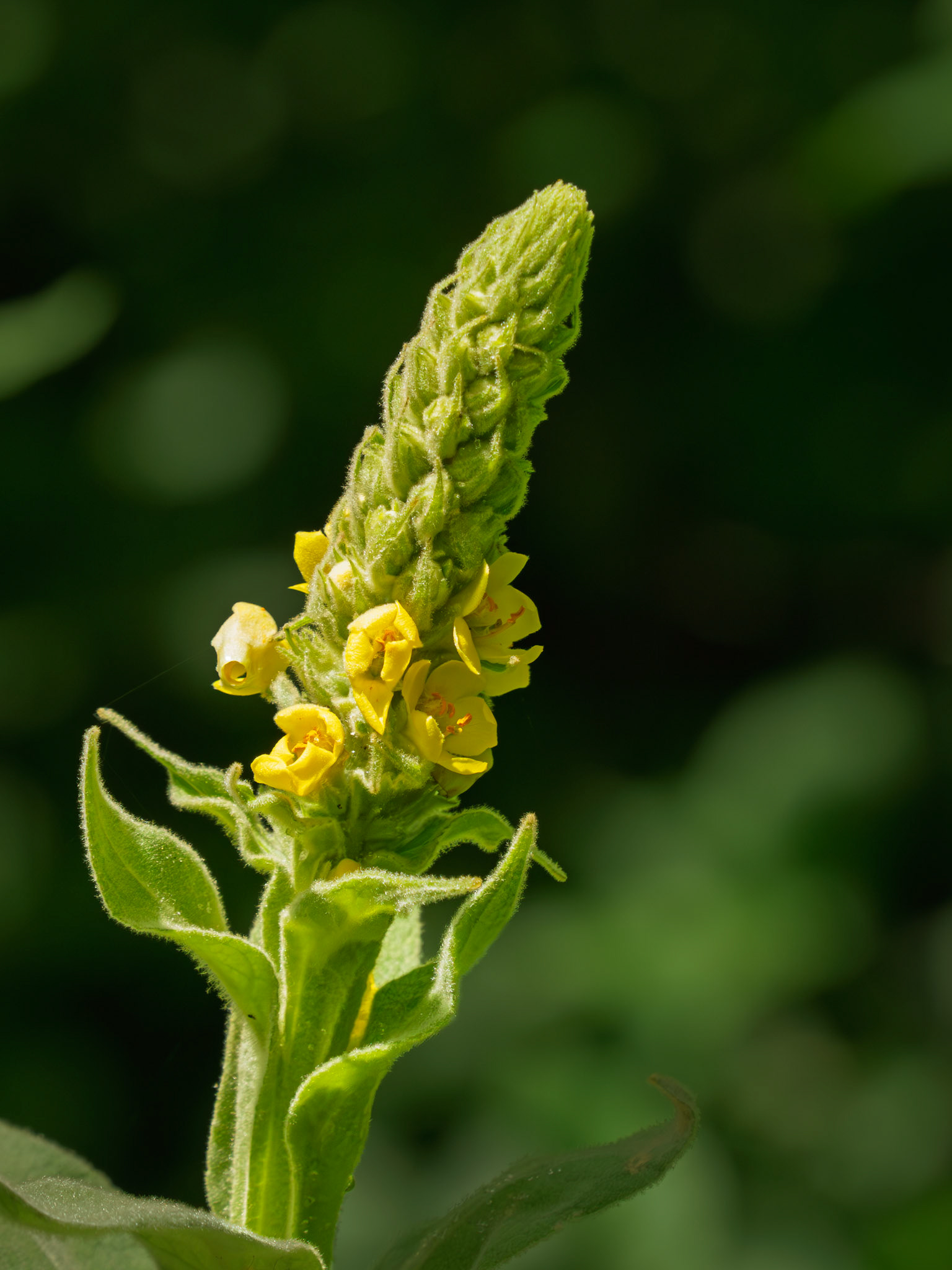 mullein