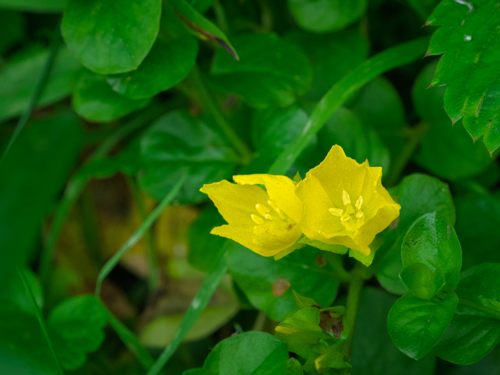 creeping jenny