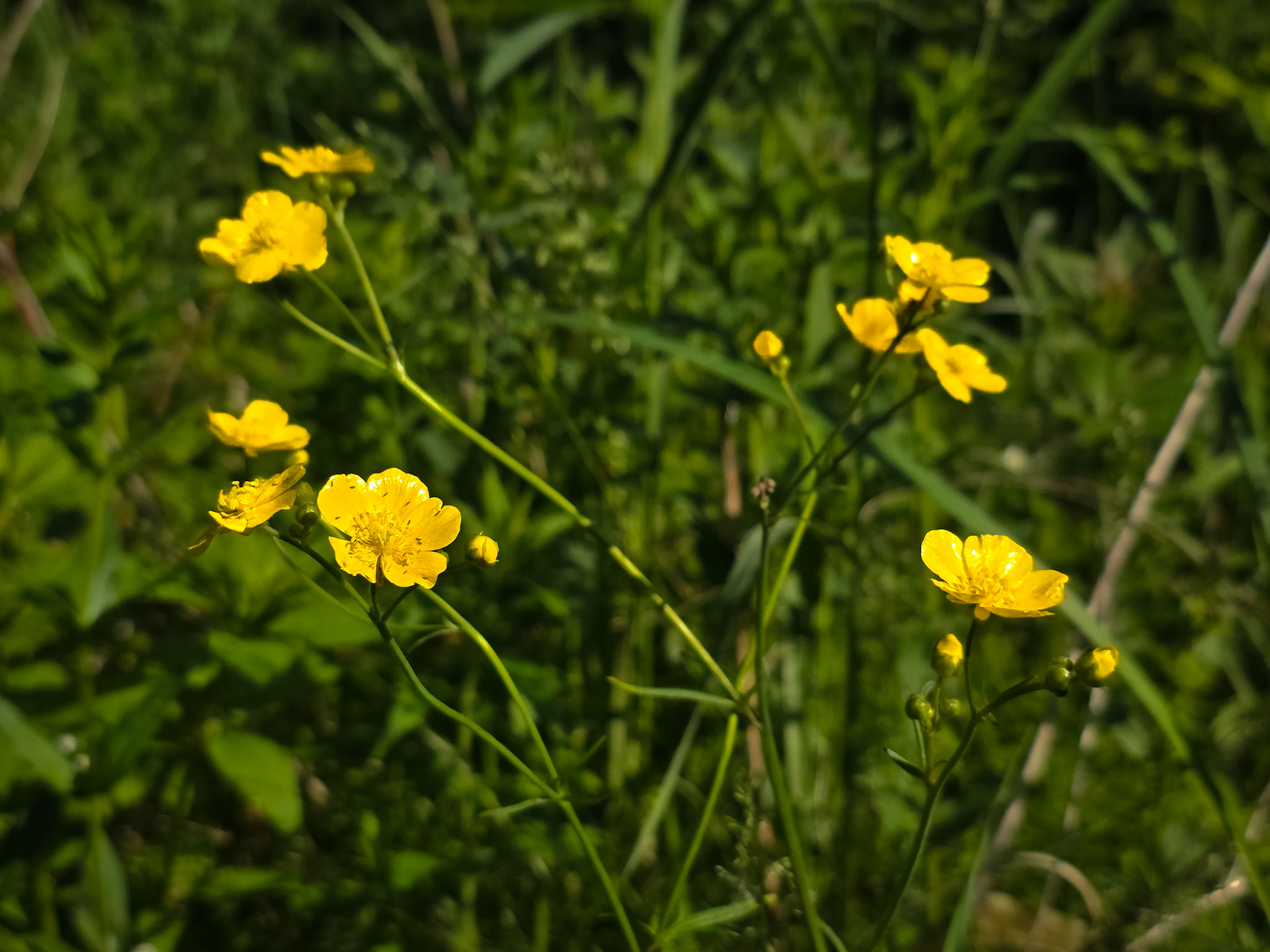 buttercup