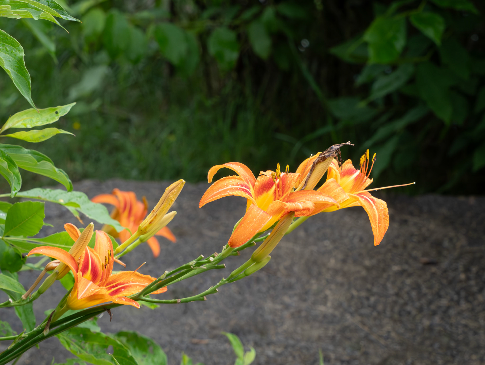 Orange dalilies