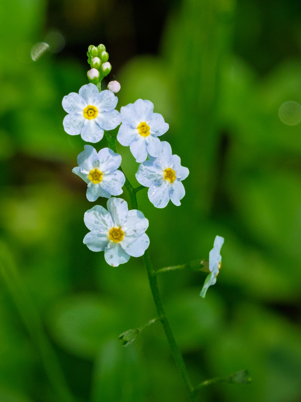 forget-me-not