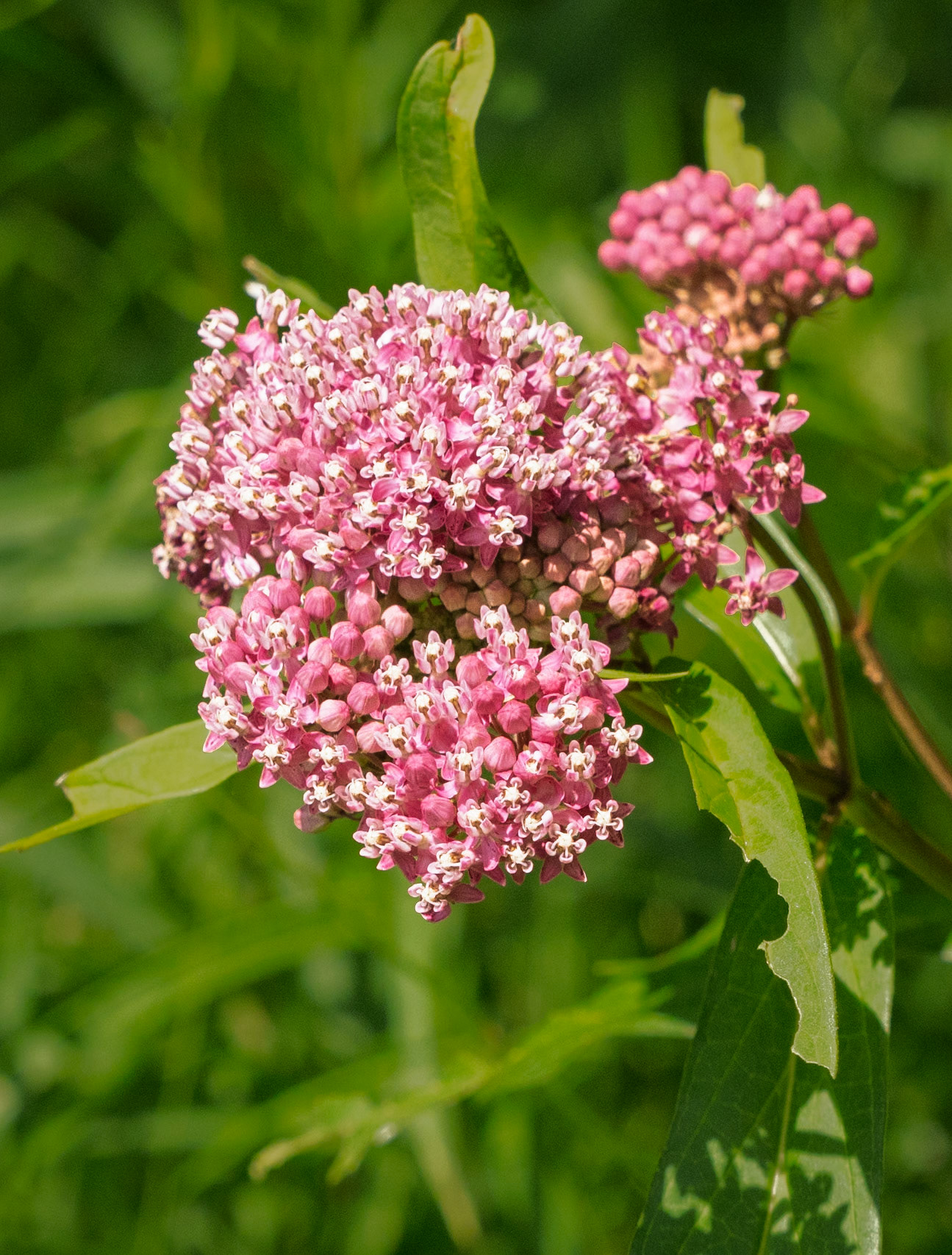 joe pye weed
