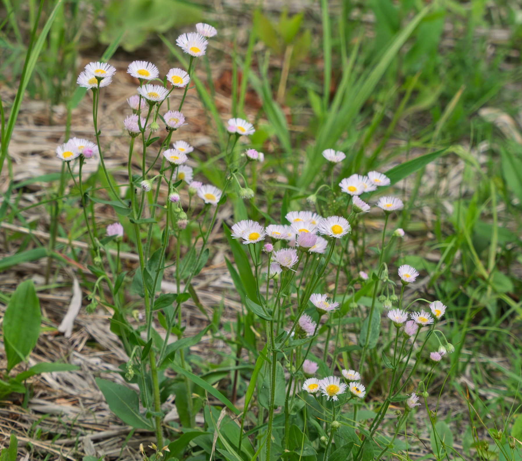 Fleabane