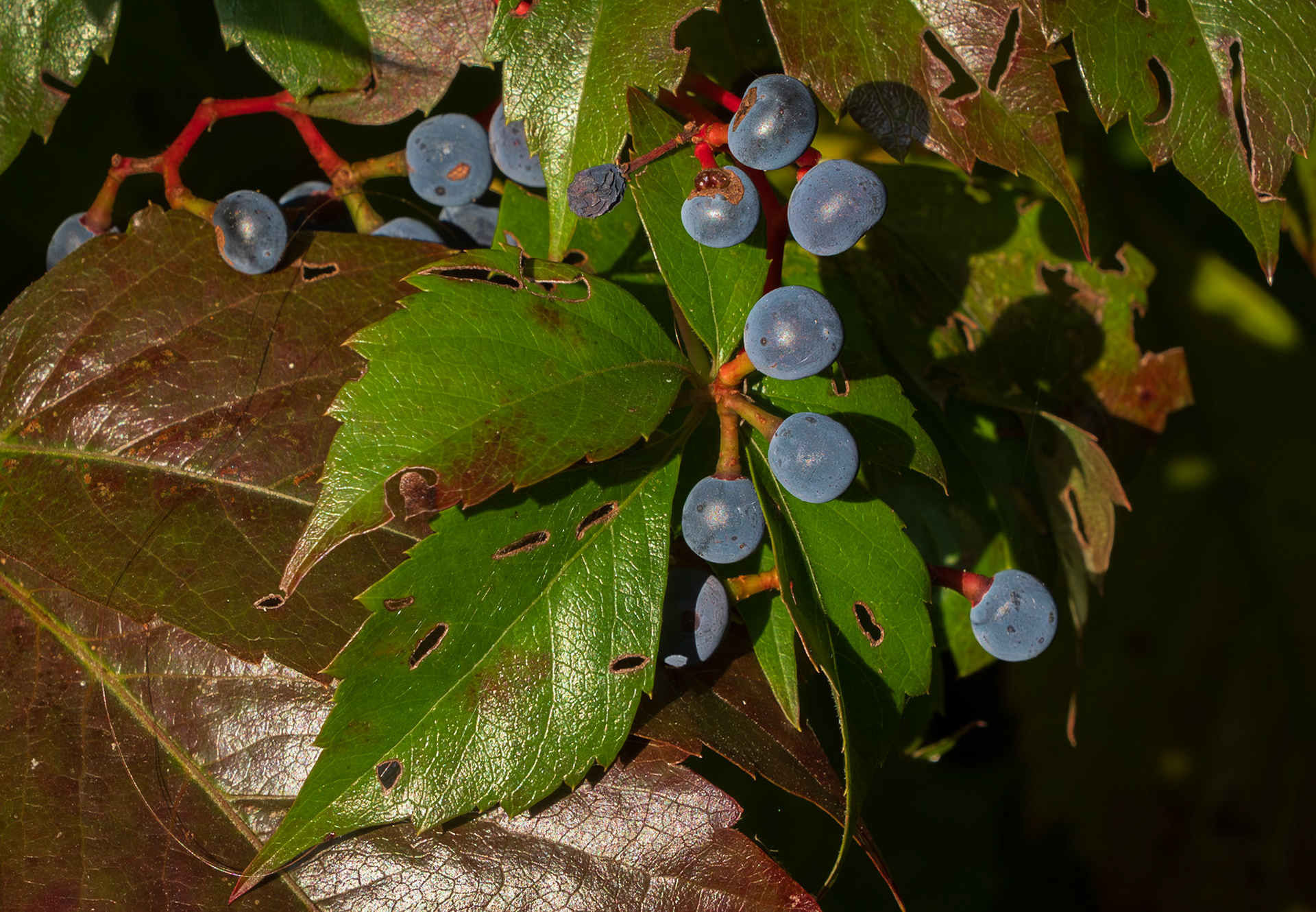 Virginia creeper
