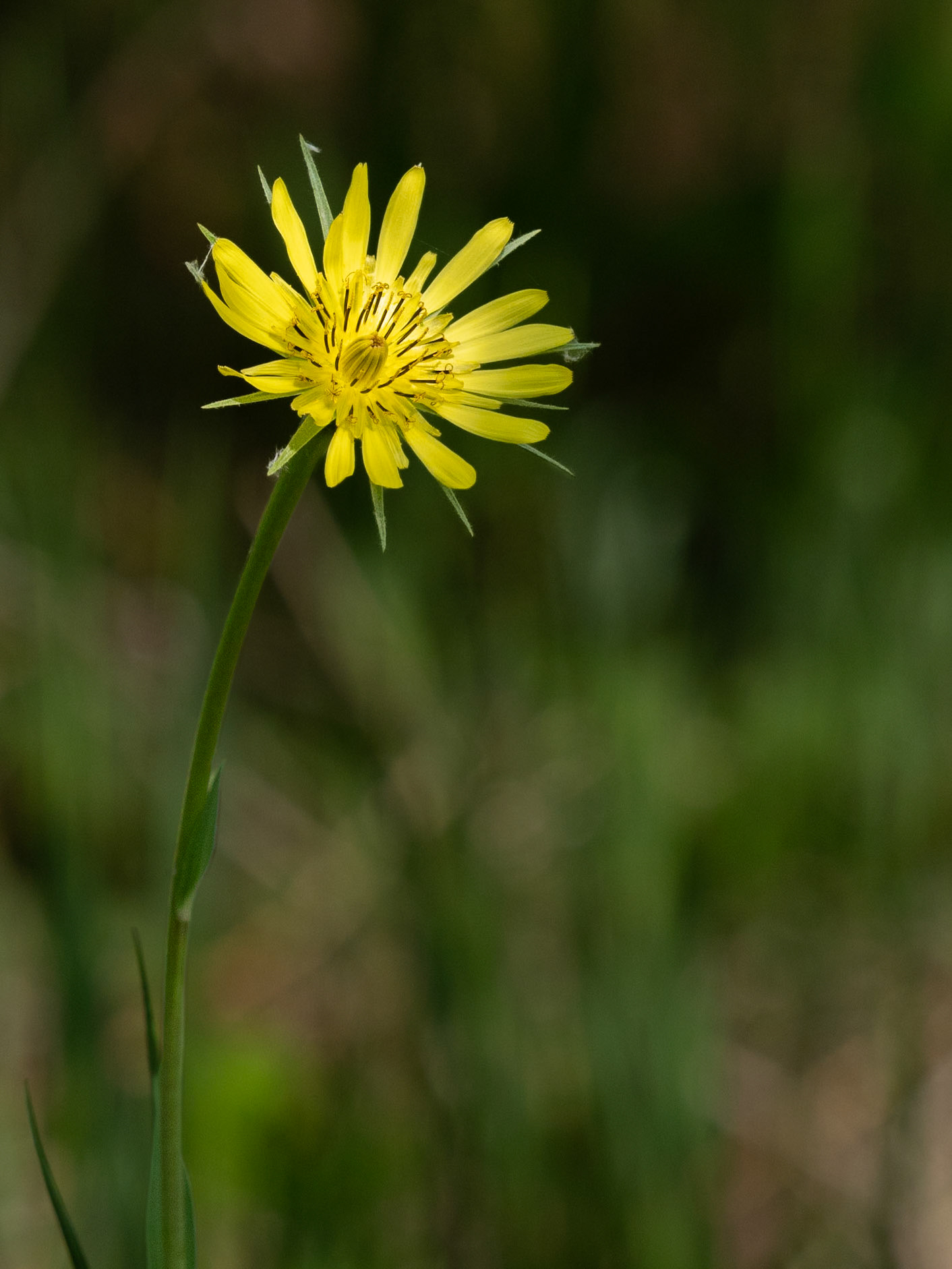 Goatsbeard