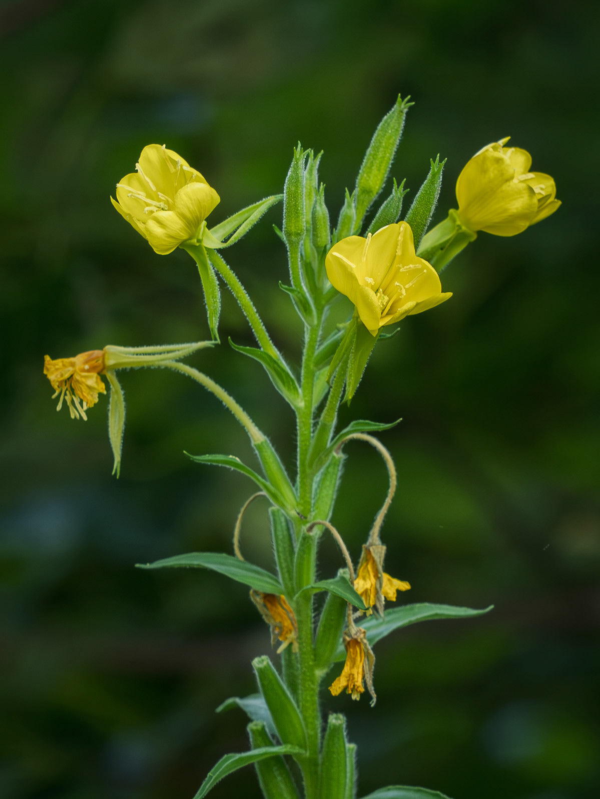 Evening primrose