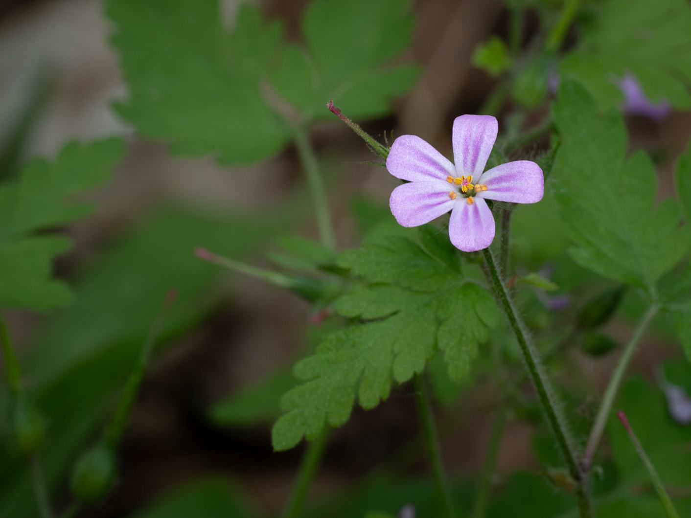 Herb robert