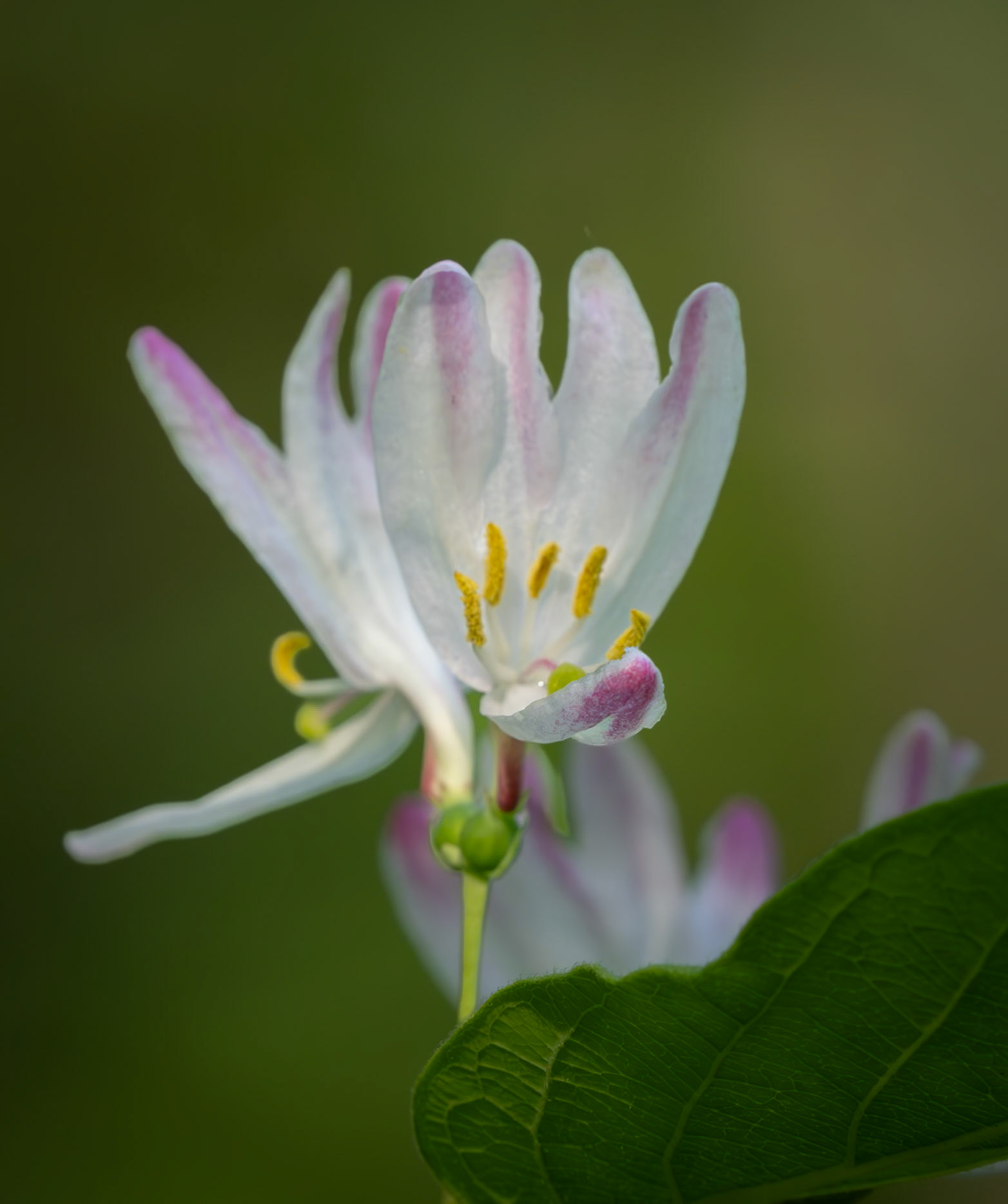 Honeysuckle