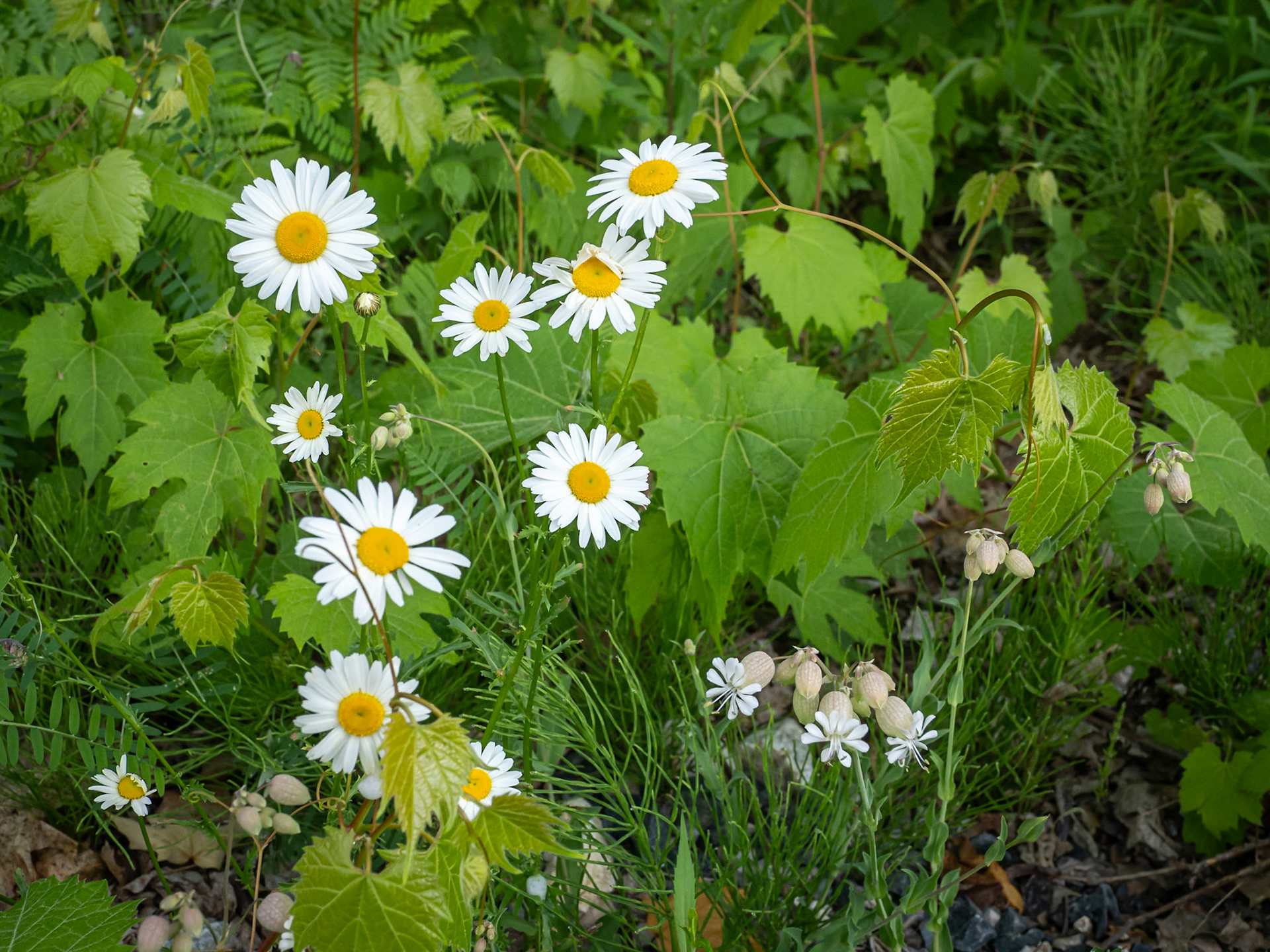 Daisy