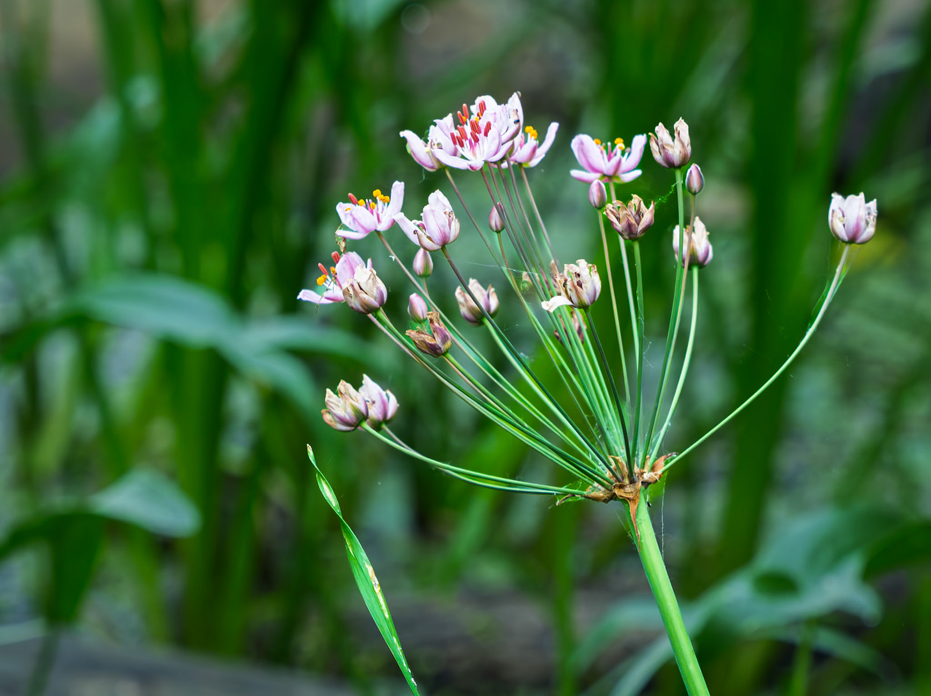 flowrring rush/Water-gladiolus