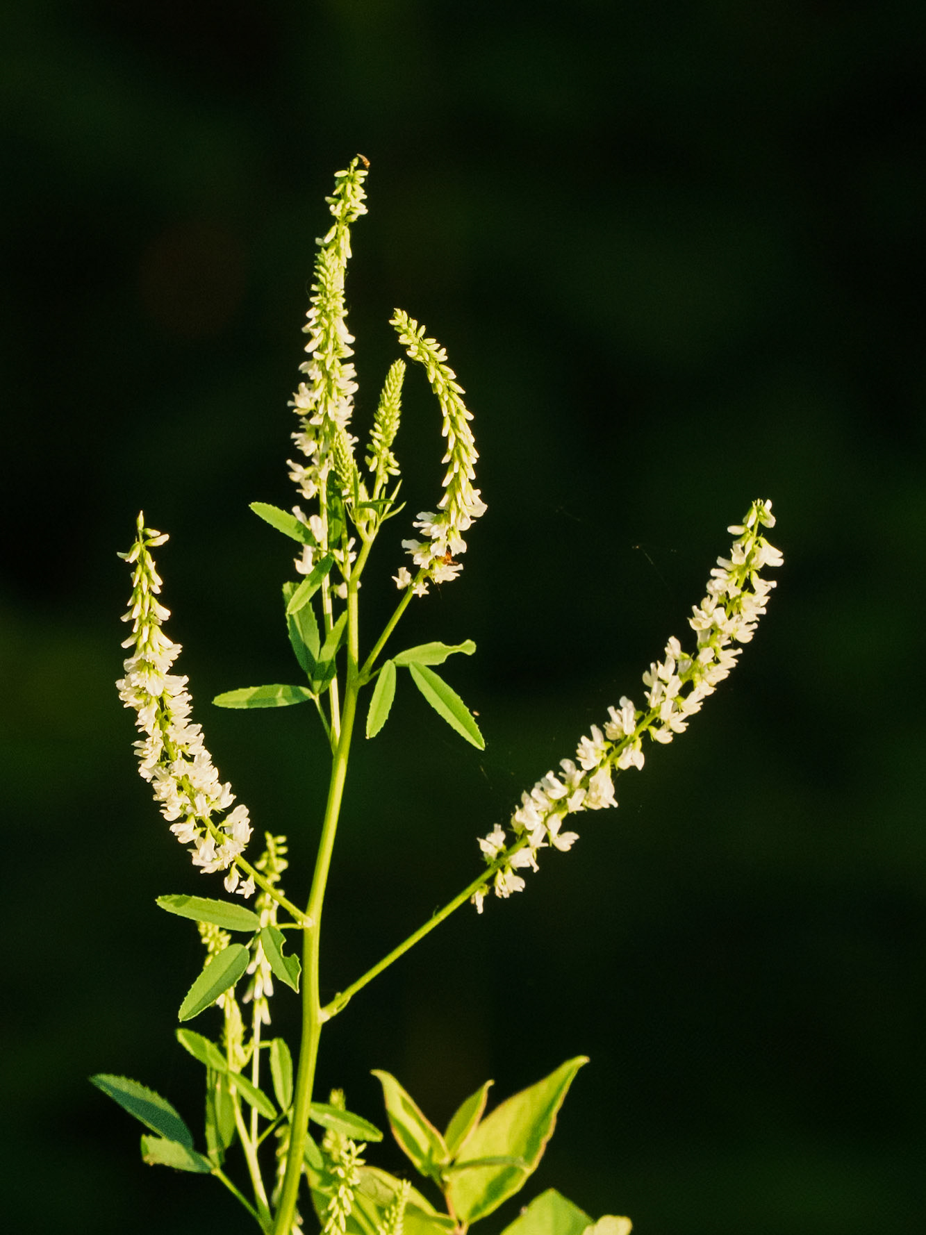 sweet white clover
