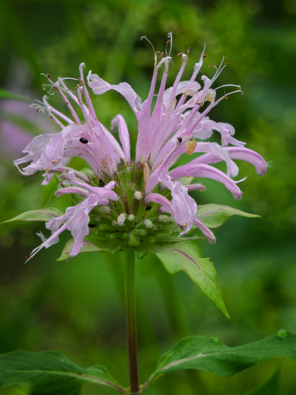 Wild bergamot