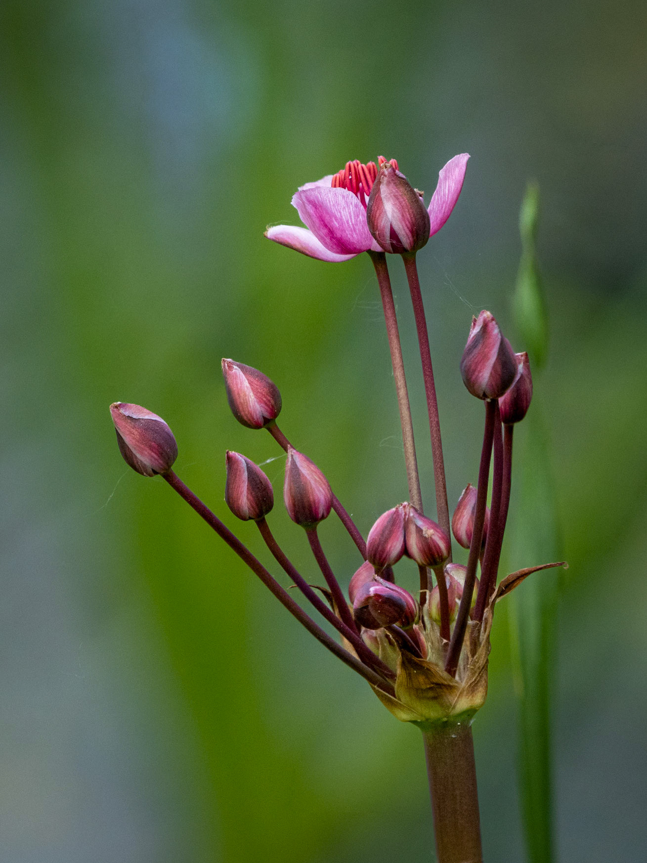 Flowering rush