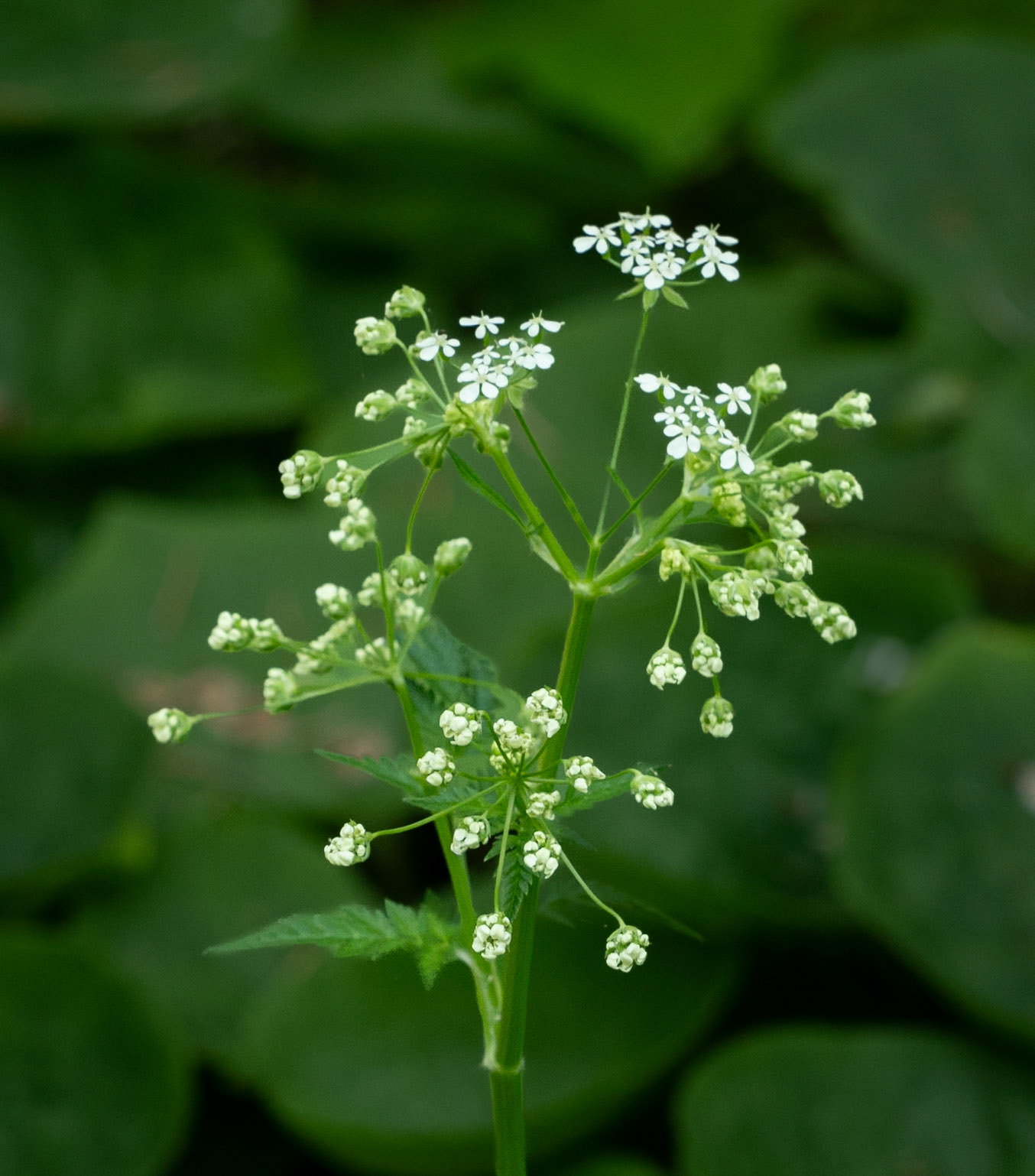 Cow parsley