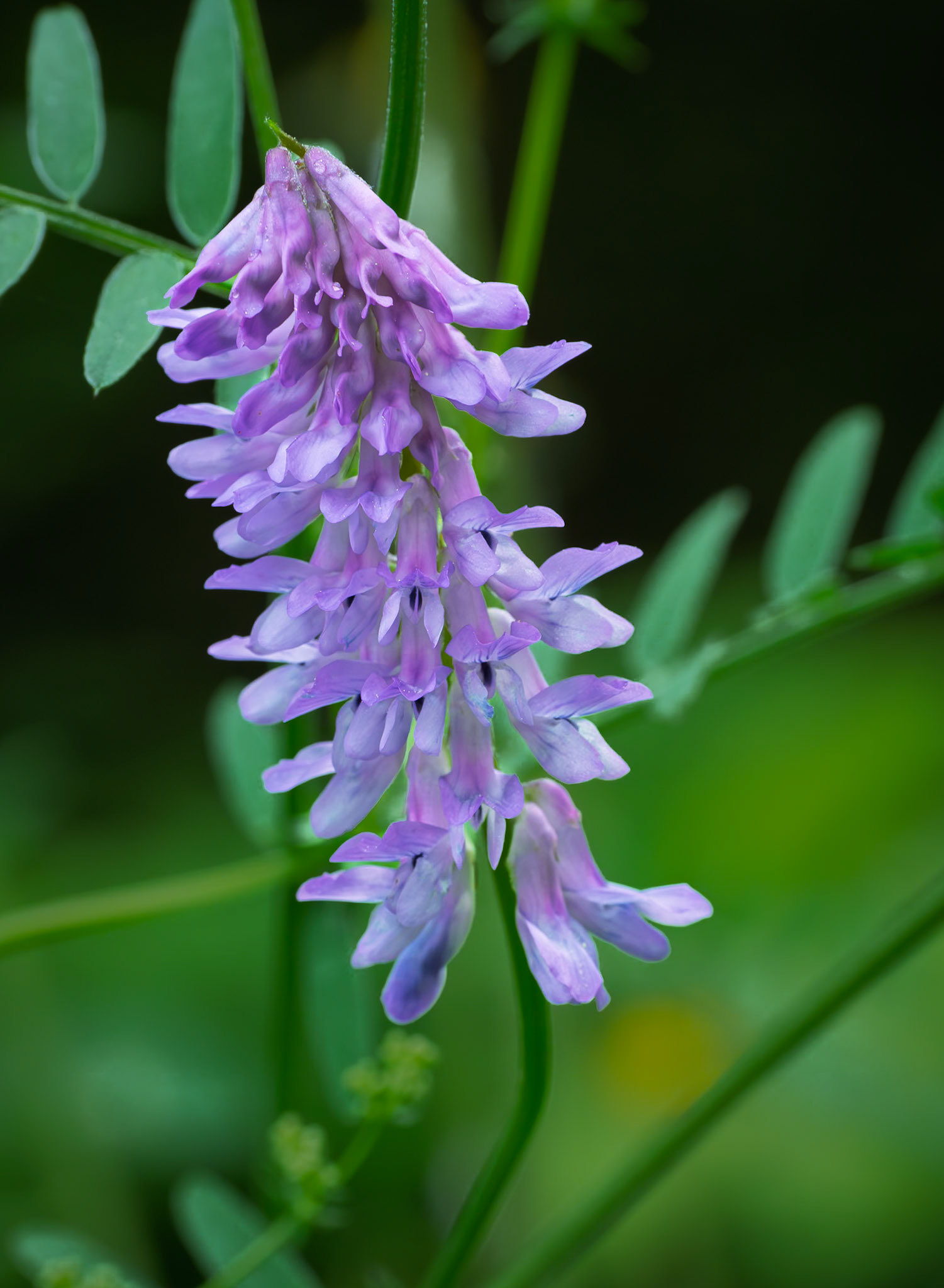 Vetch