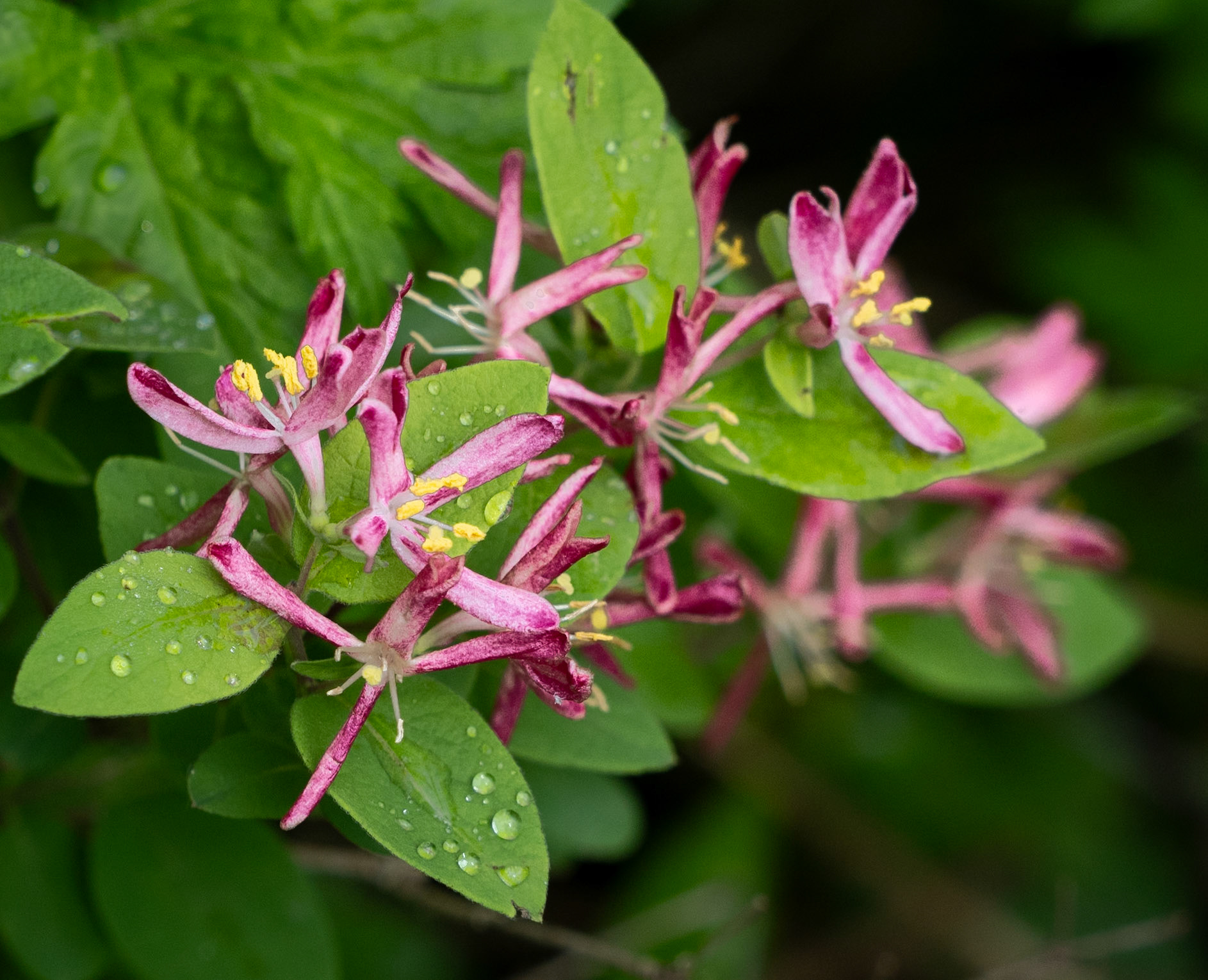 honeysuckle