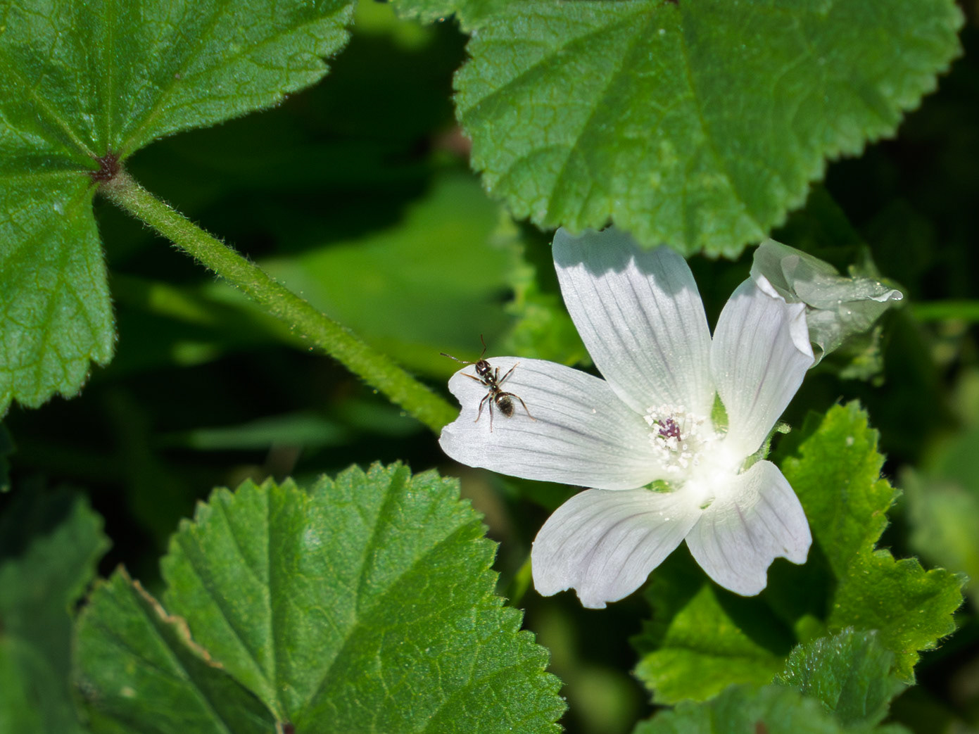 mallow