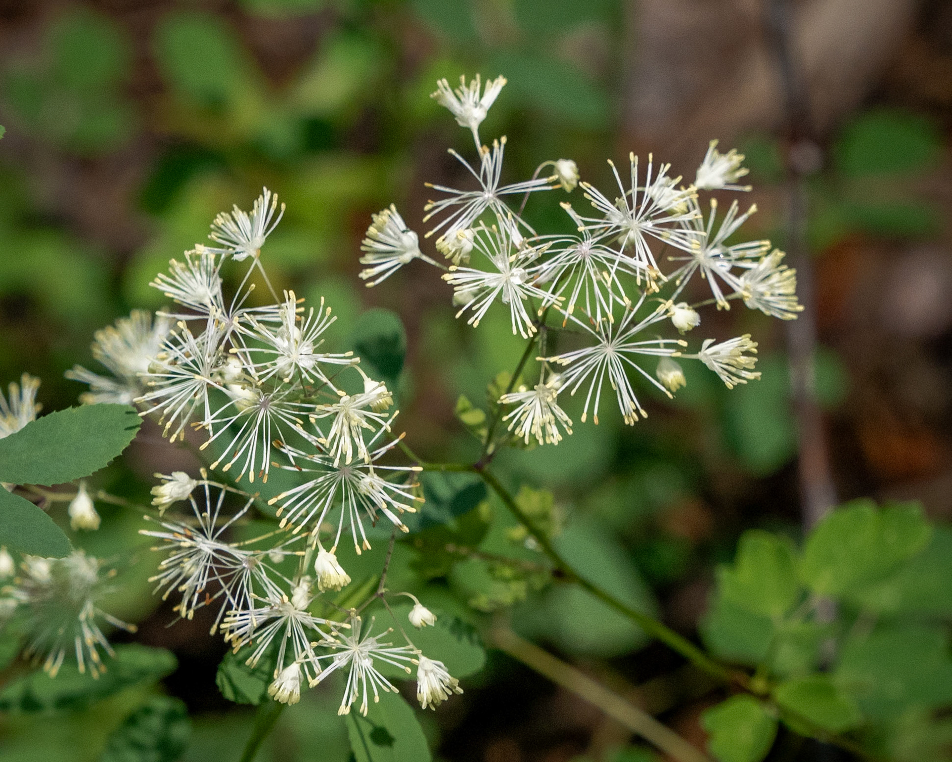 Tall meadow-rue