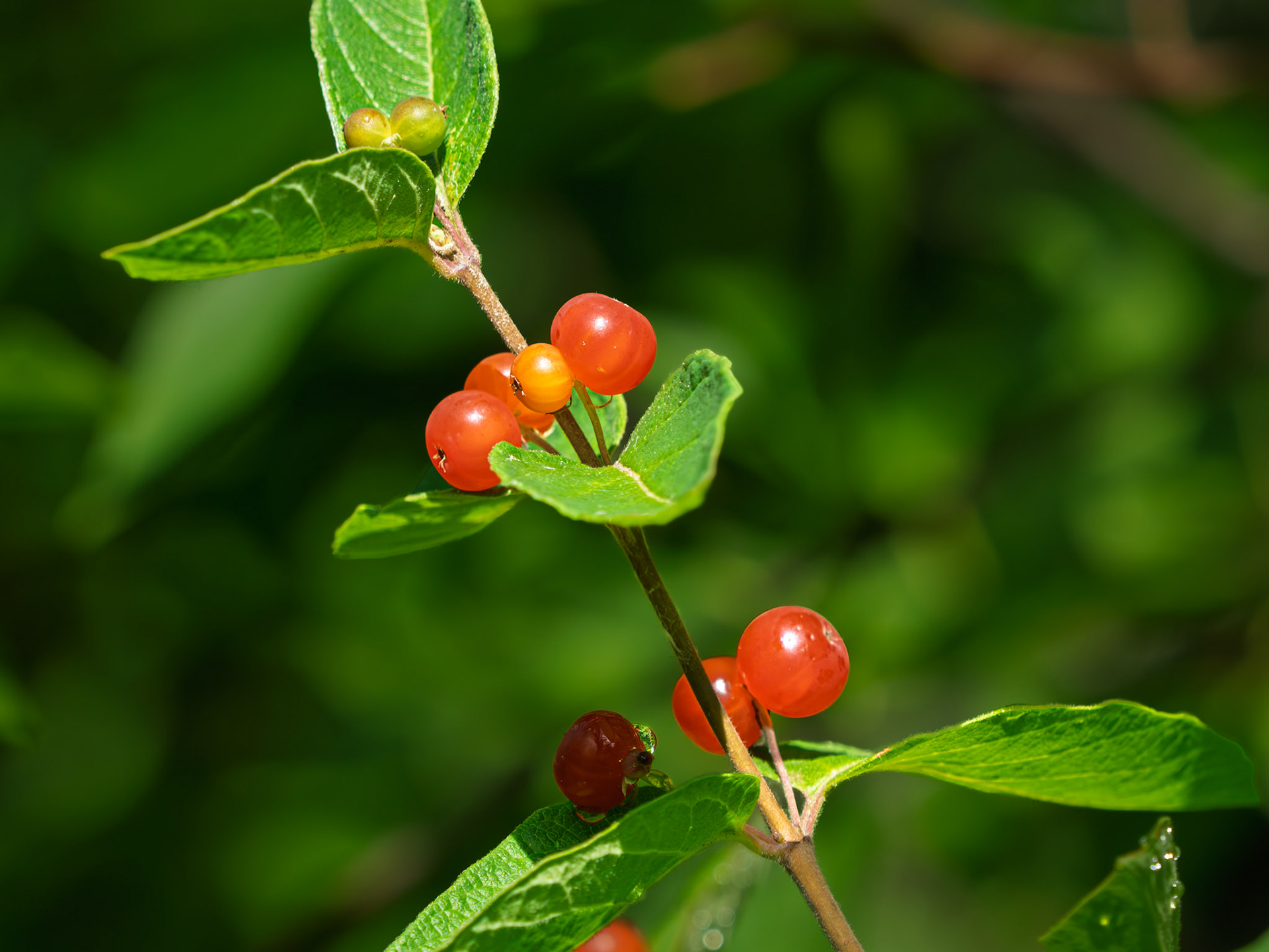 honeysuckle
