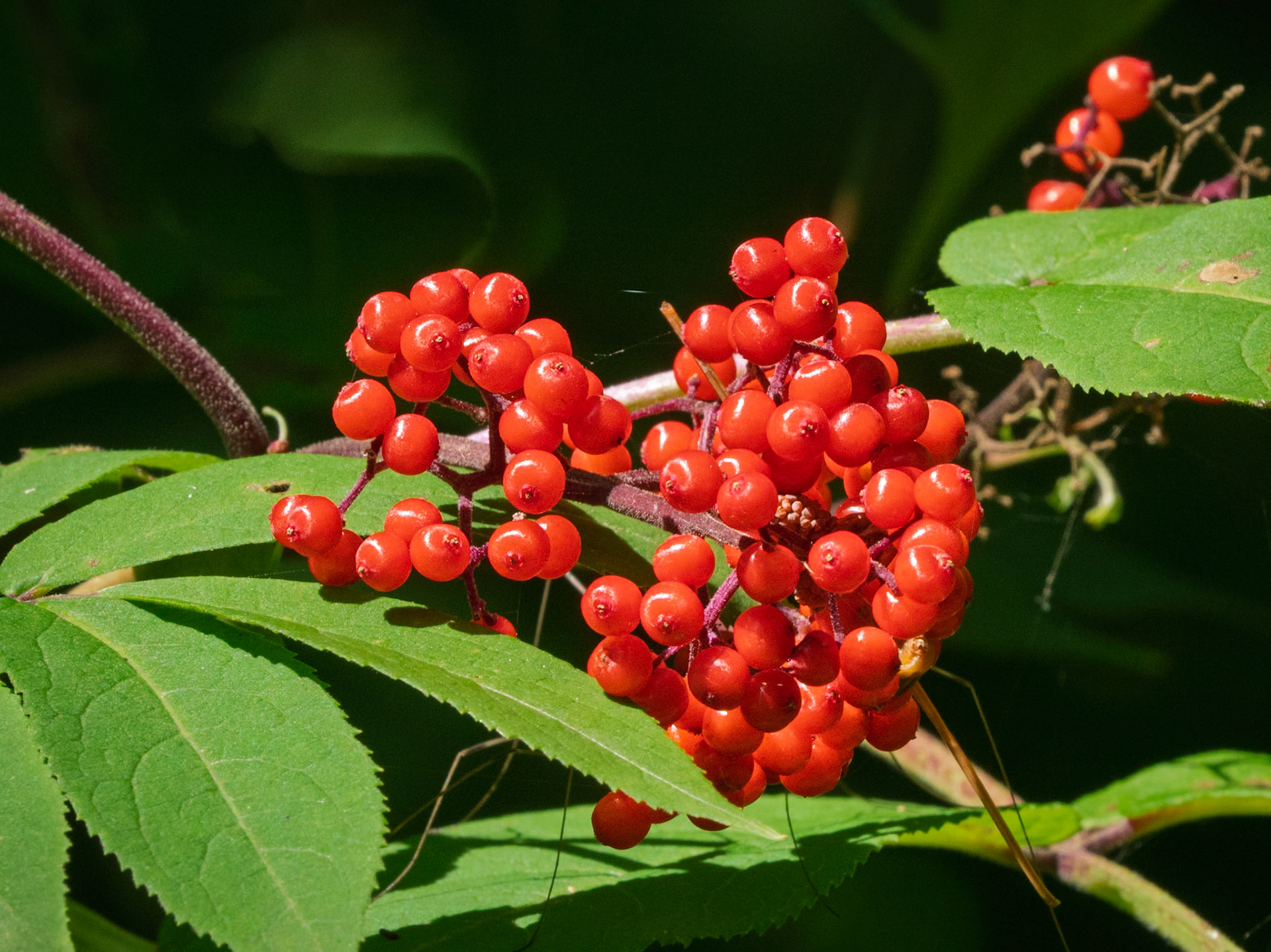 elderberry