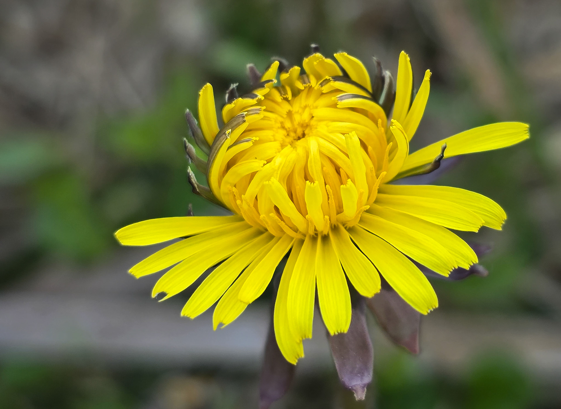 Dandelion