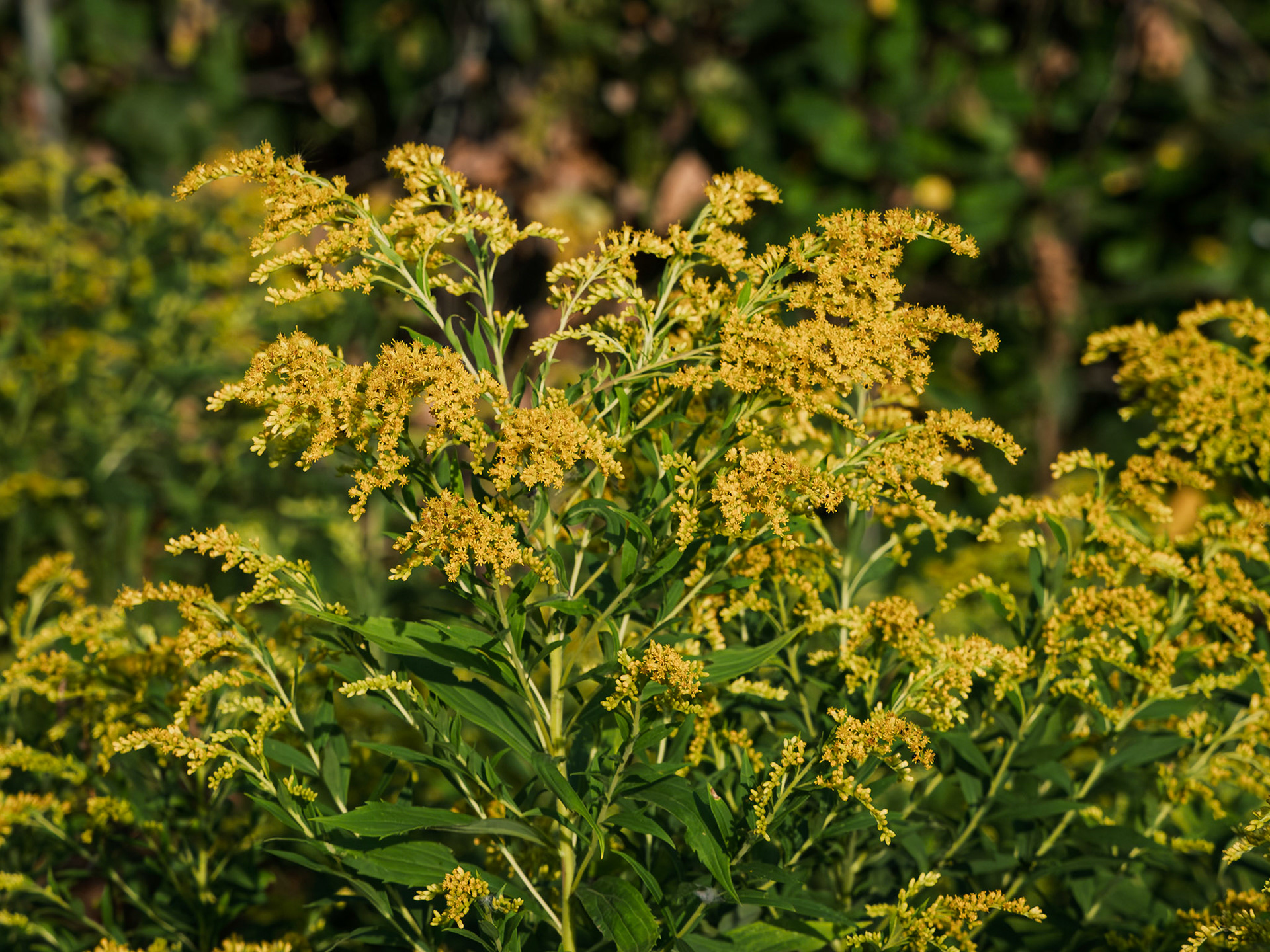 Golden rod