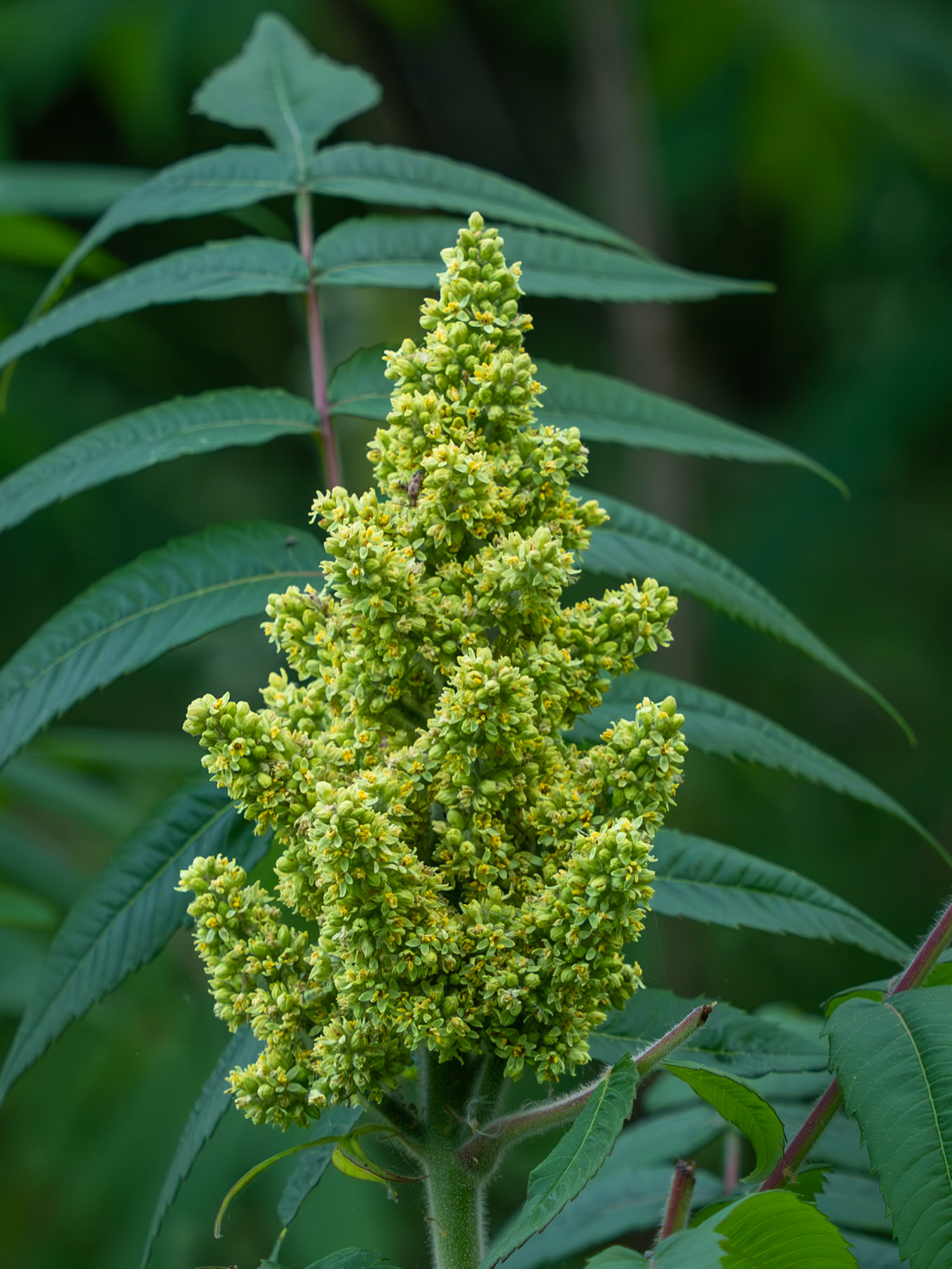 sumac