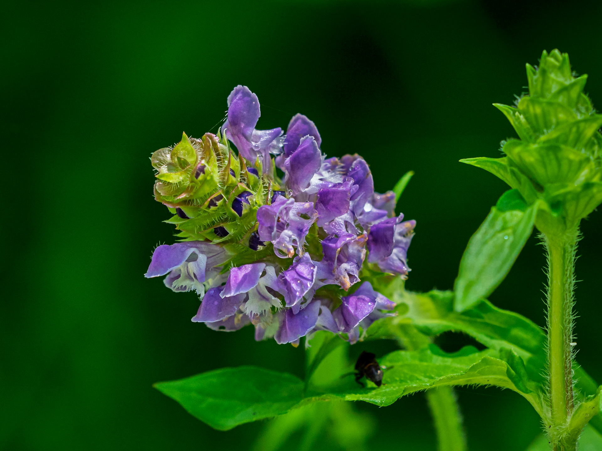 healall / selfheal