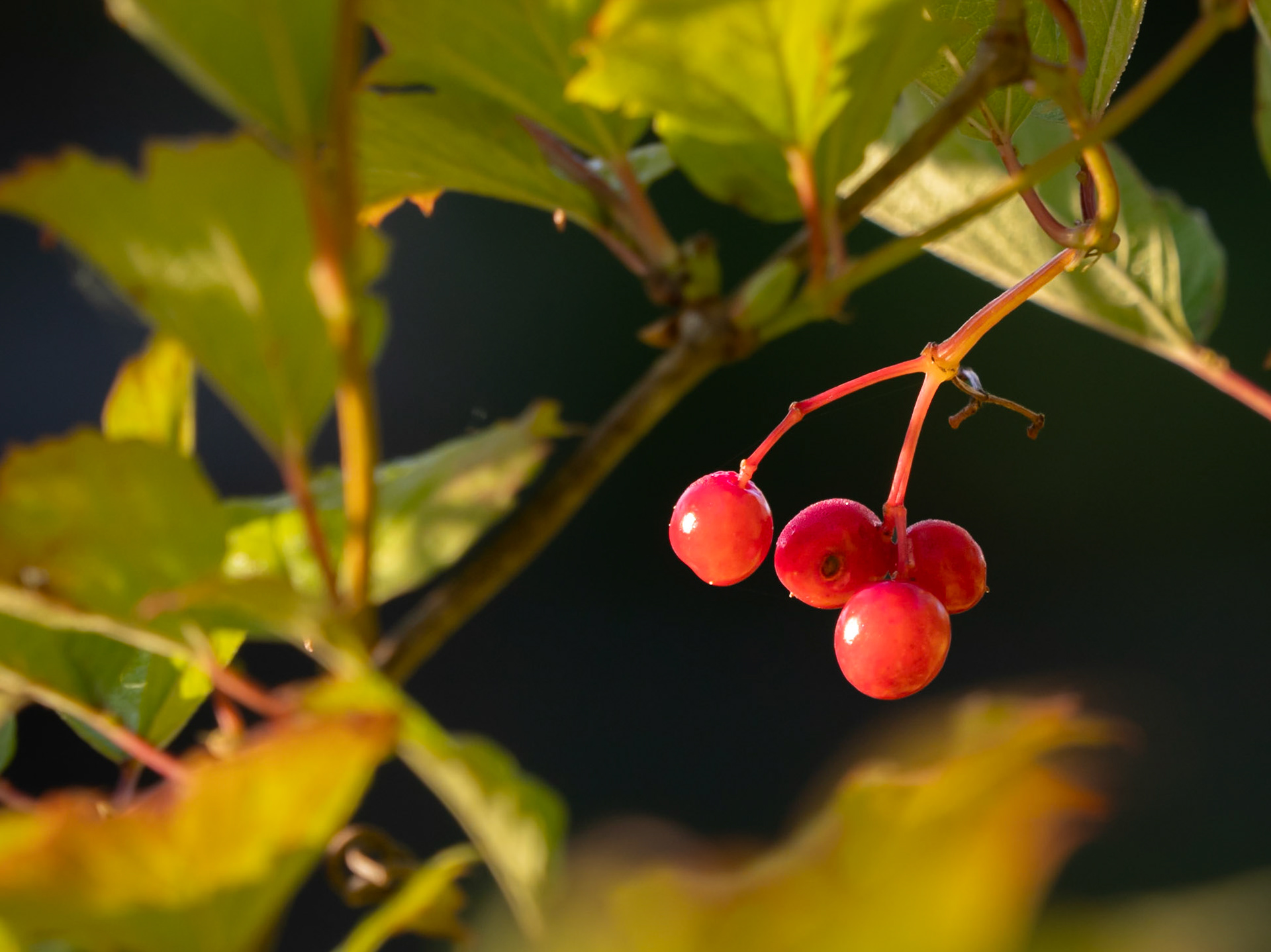 Highbush cranberry
