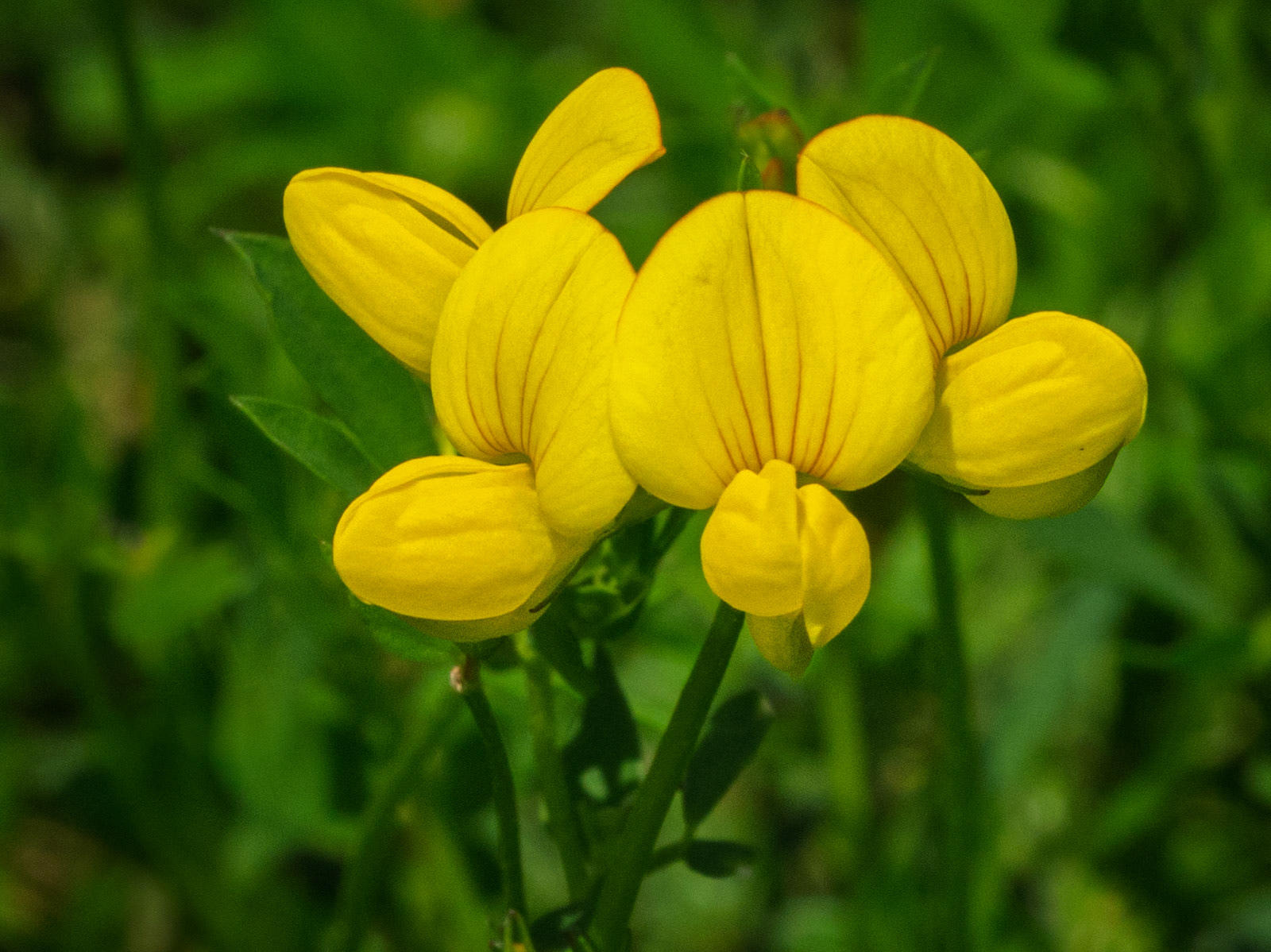 bird's foot trefoil