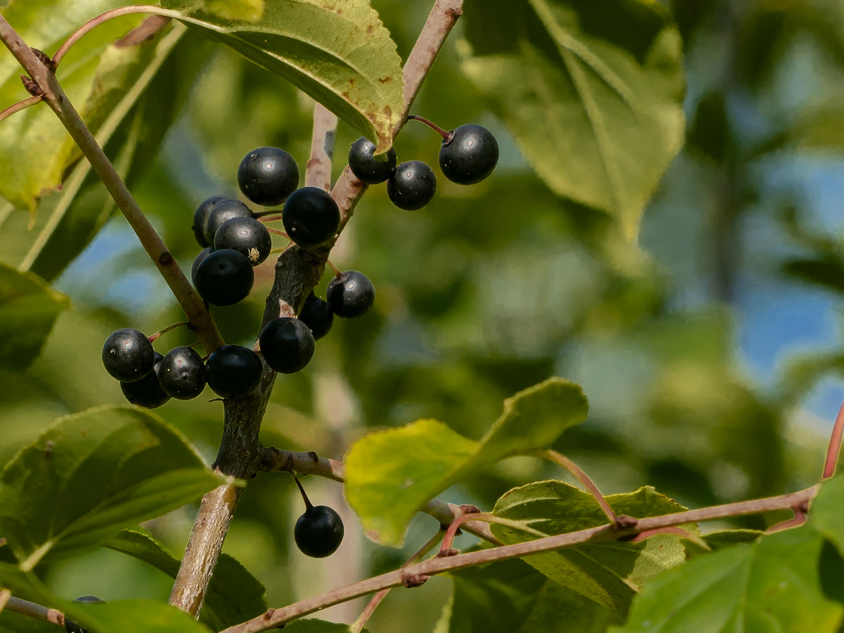 Buckthorn