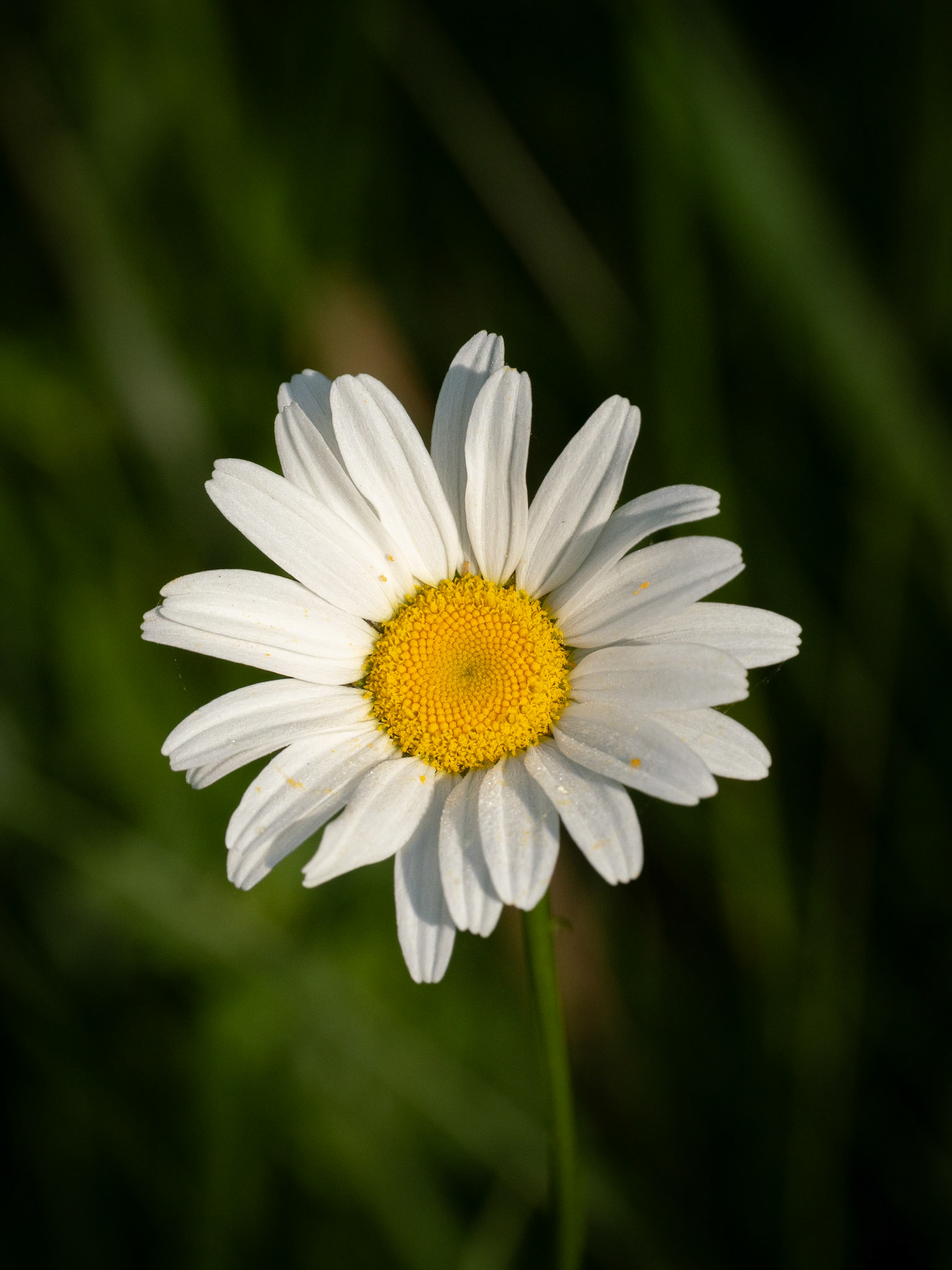 Daisy