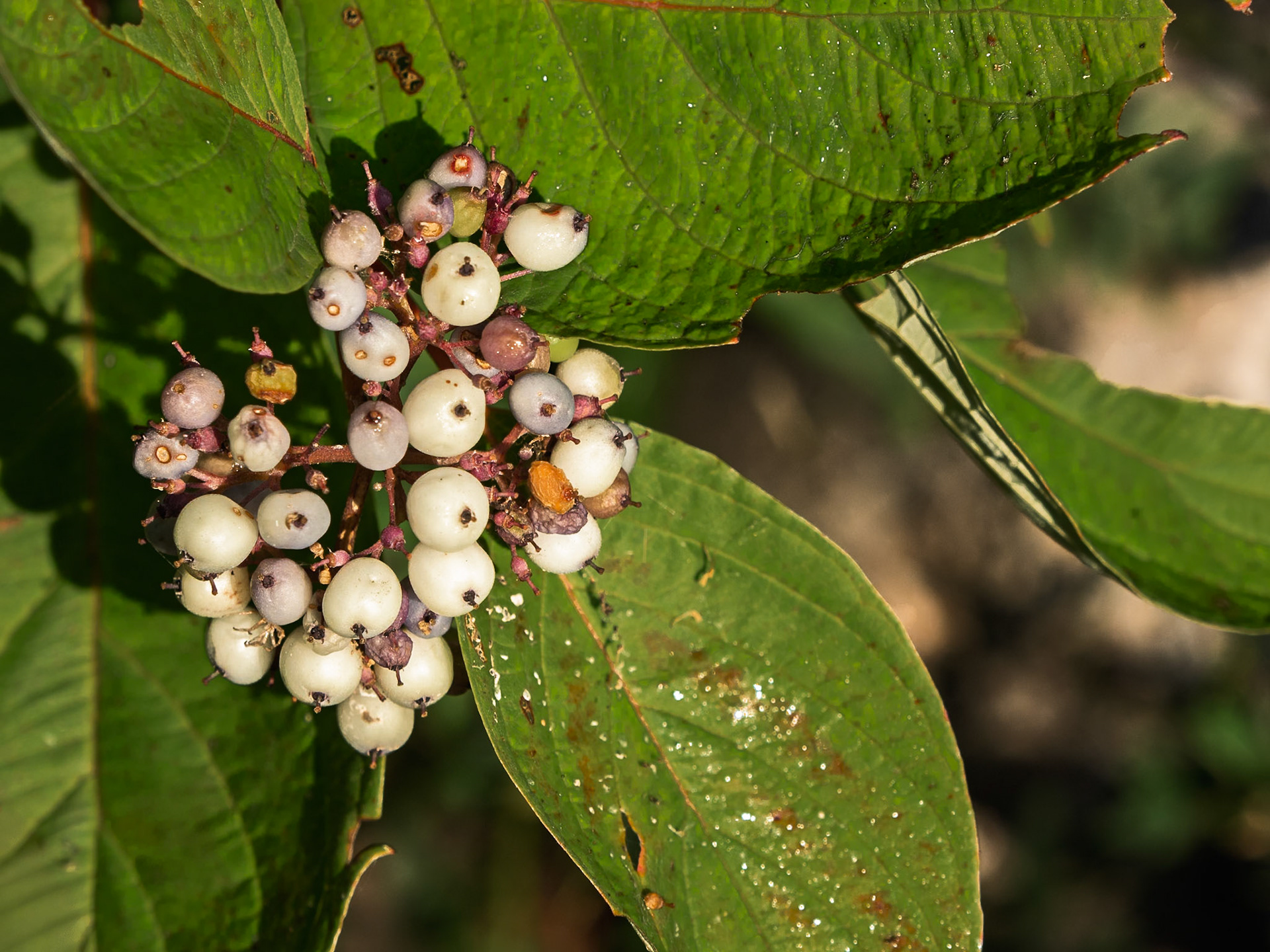 Dogwood