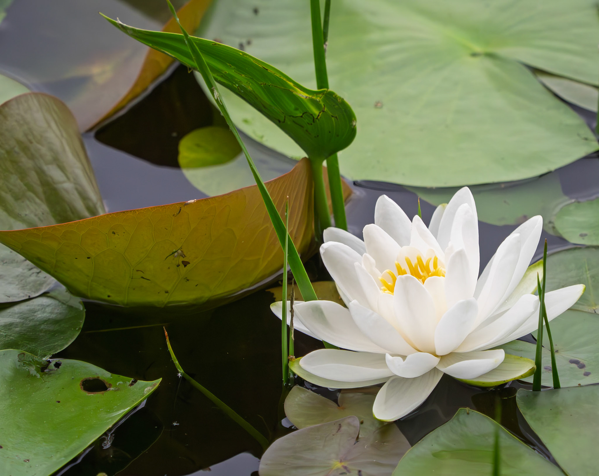 White waterlily