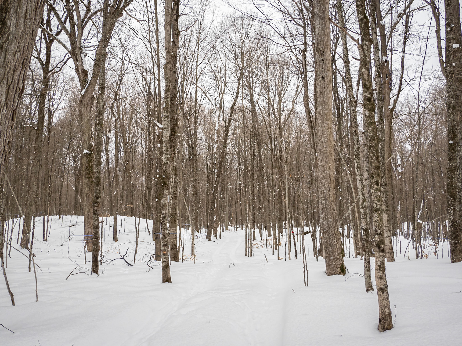 Sugar Maple