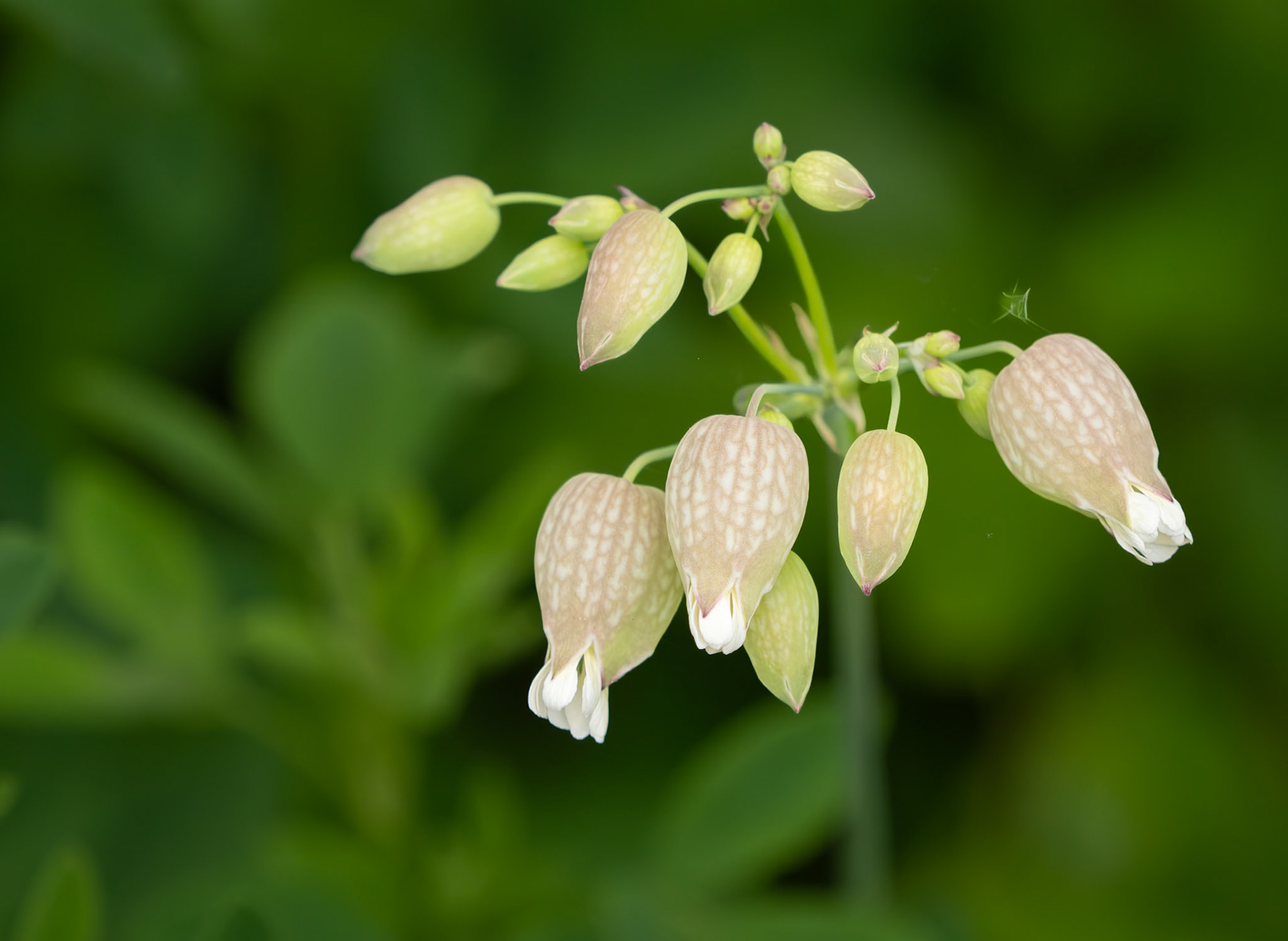 Bladder Campion
