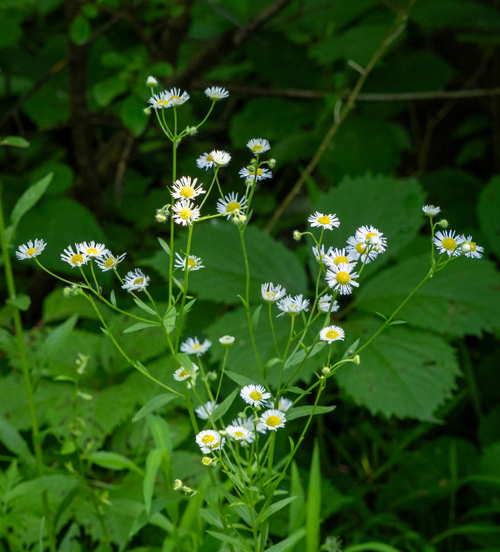 common eastern fleabane