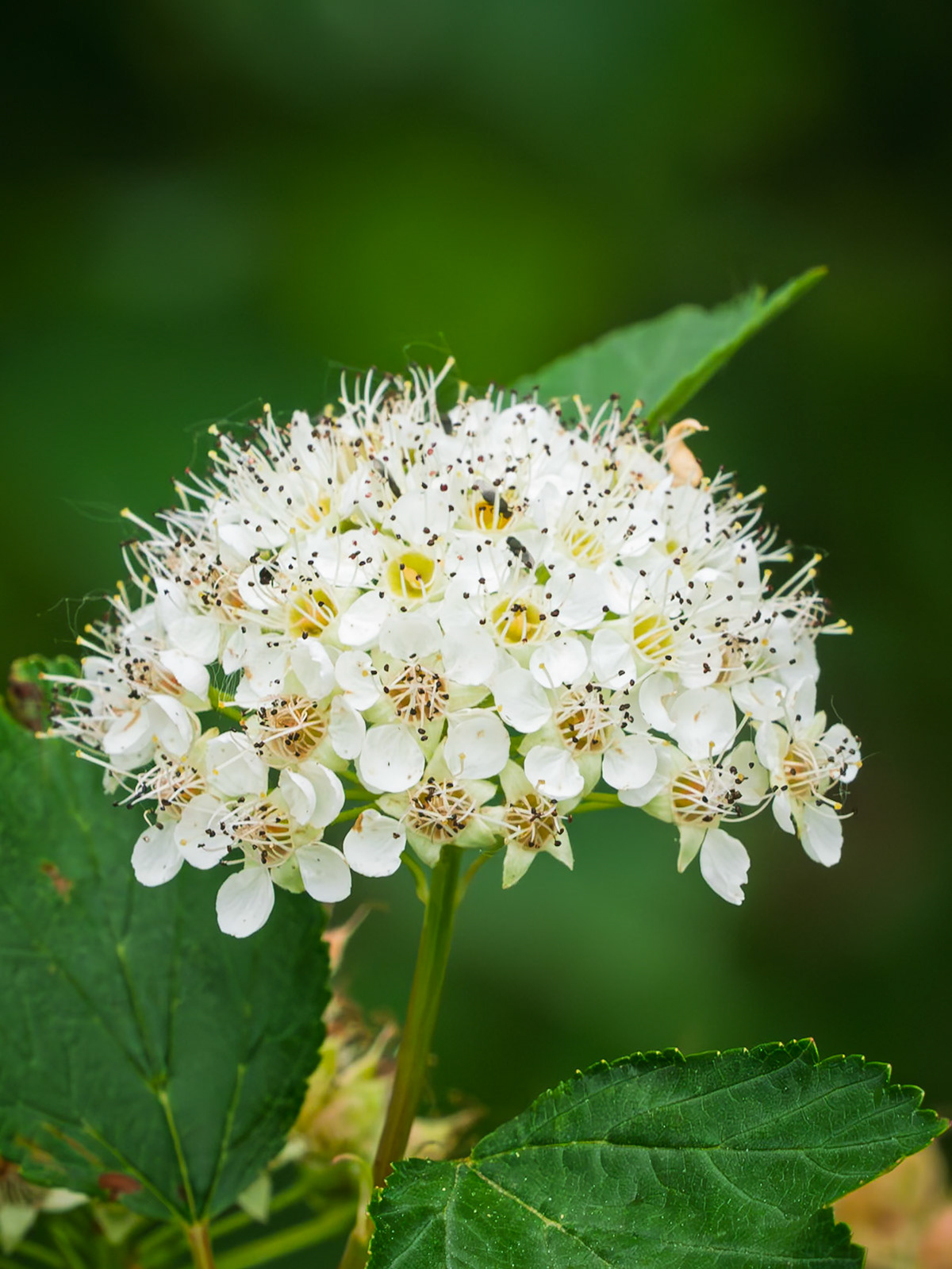Ninebark
