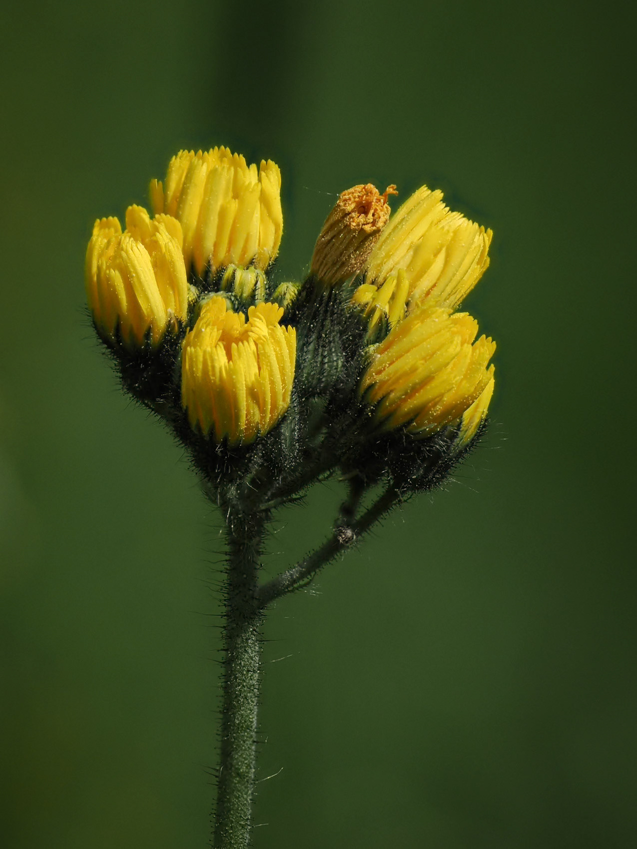 hawkweed