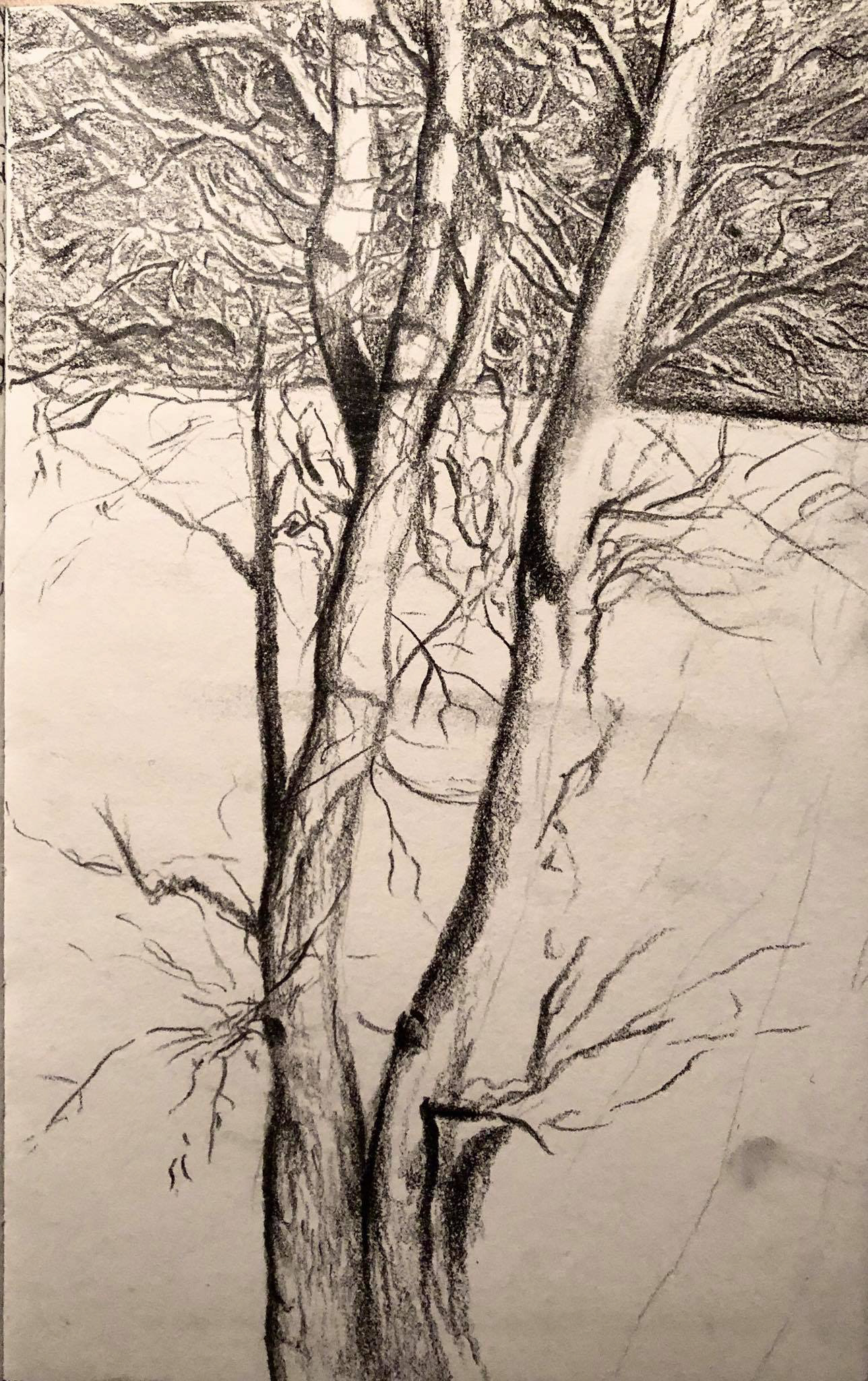 Thomas Decuypere - Tree Study