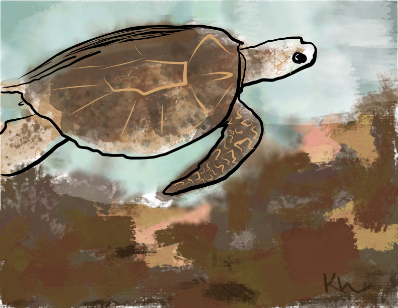 Tittle: Honu | Personal Project | Tools: Adobe Fresco